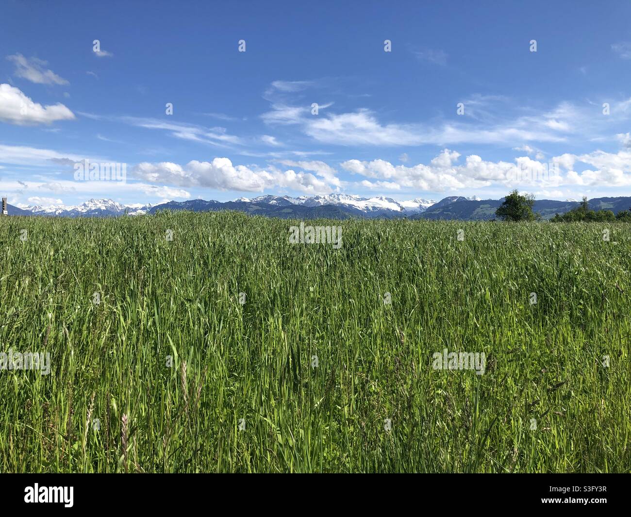 Giorni estivi in Svizzera Foto Stock
