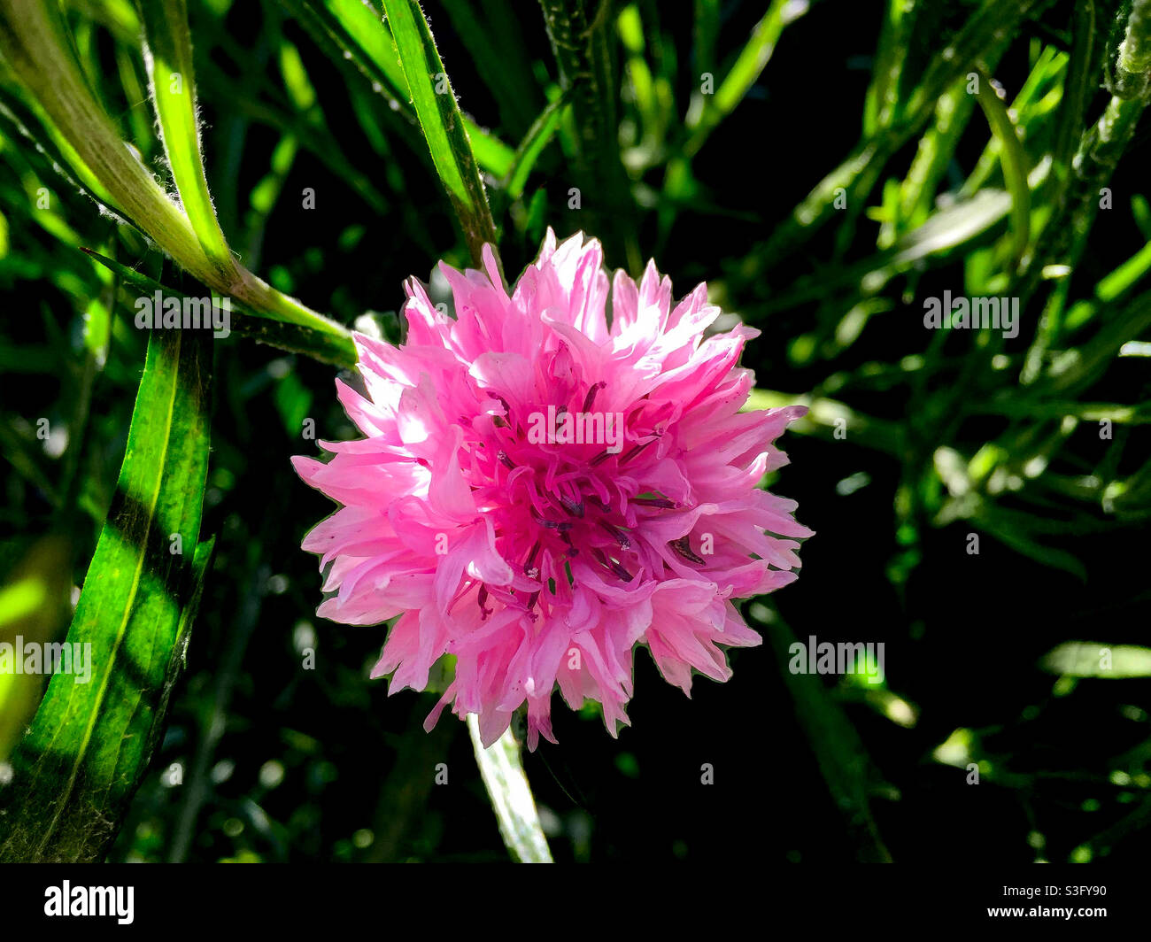 Primo piano di un fiore rosa Bachelor Button. Foto Stock