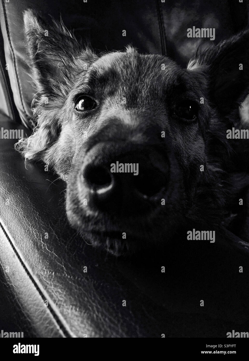 Un cane da lupo cucciolo Foto Stock