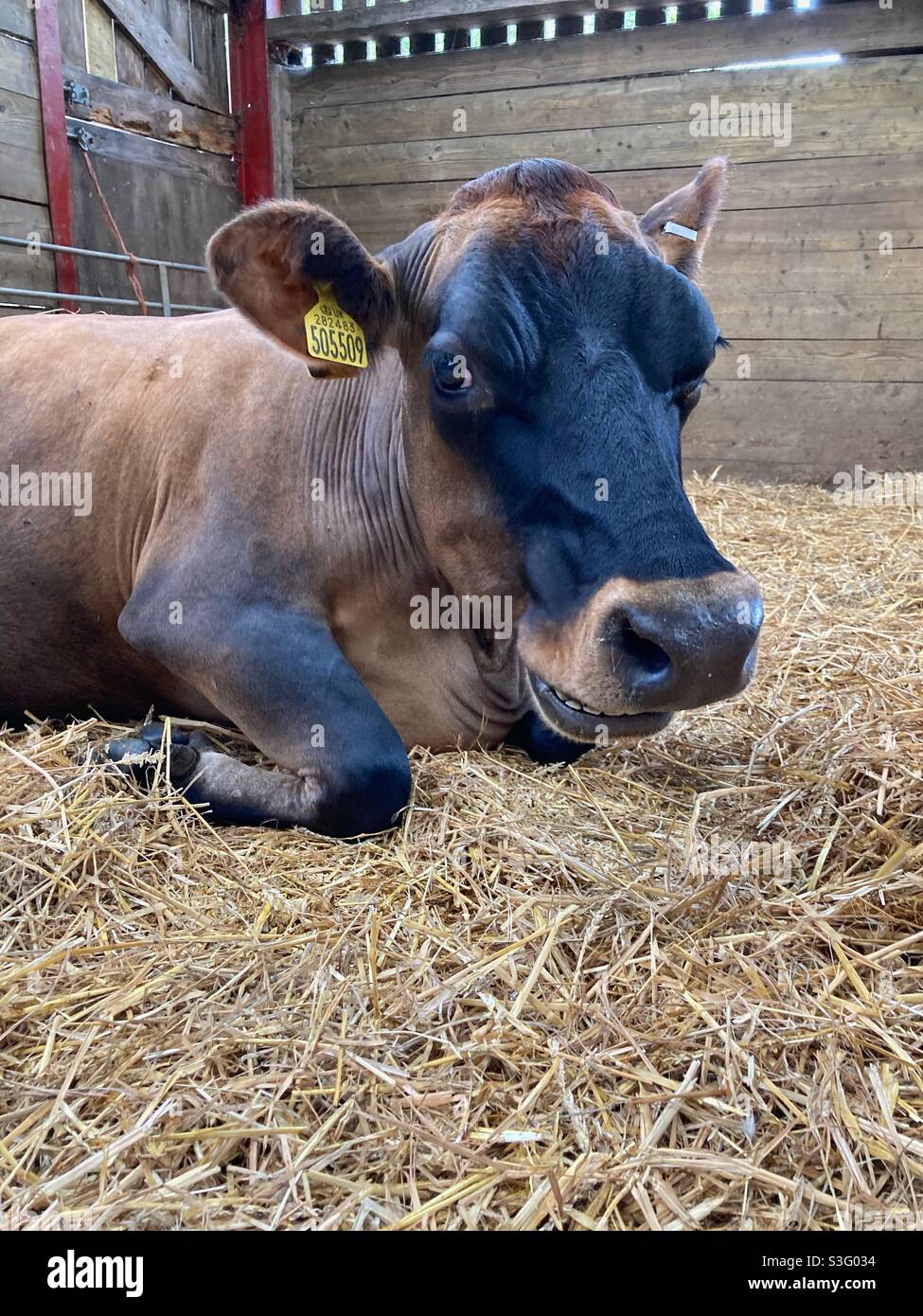 La mucca da latte all'interno di un fienile sorrideva sul fieno, la mucca sorridente, la mucca da latte, l'allevamento, la fattoria, il sorriso della mucca Foto Stock