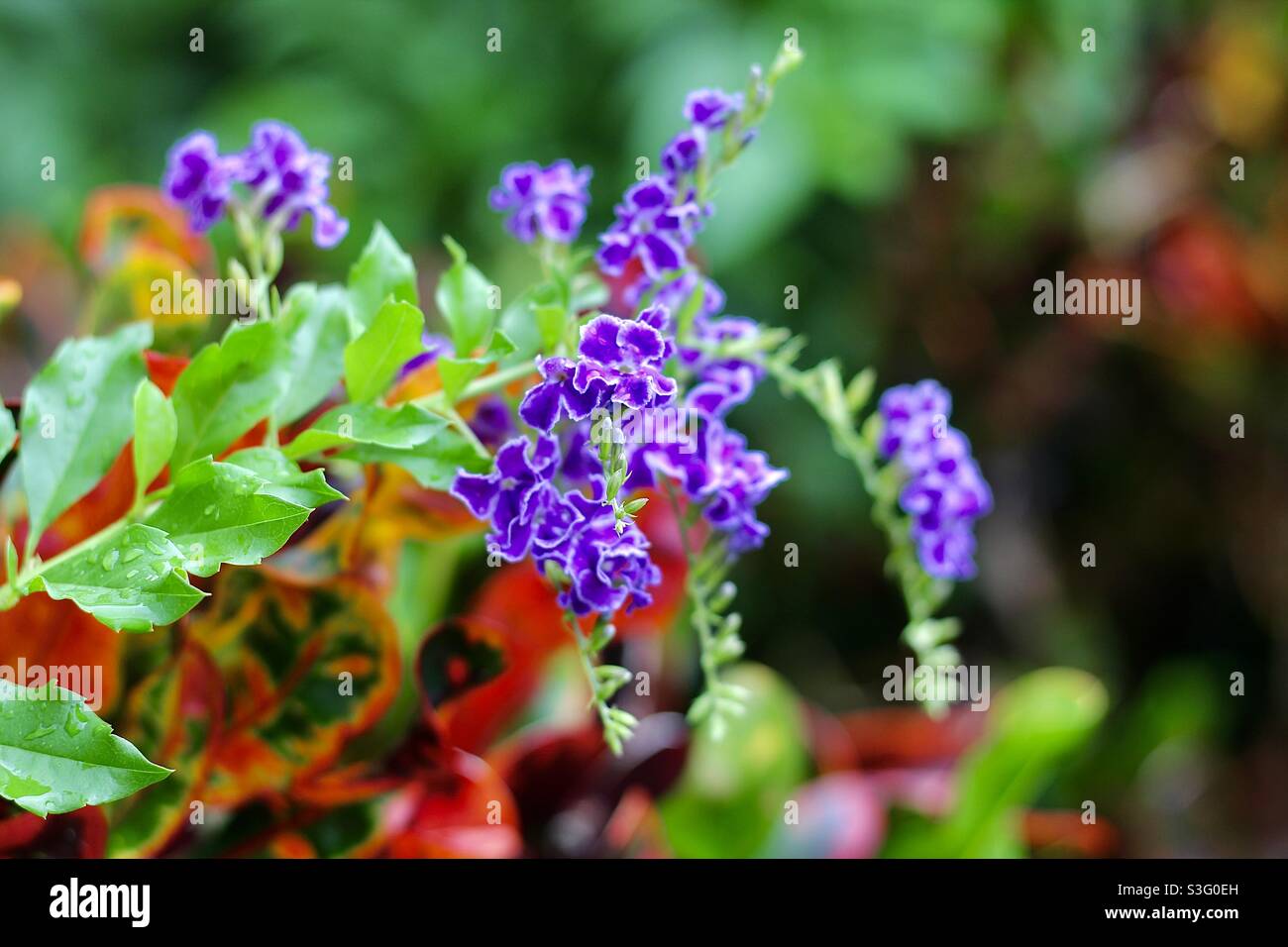 Un fiore viola duranta erecta a Santa Lucia Foto Stock