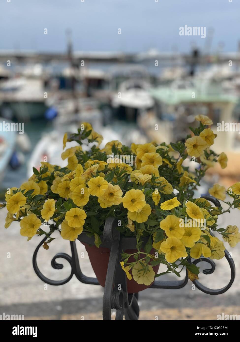 Bellissimi fiori con un porto di mare sullo sfondo Foto Stock