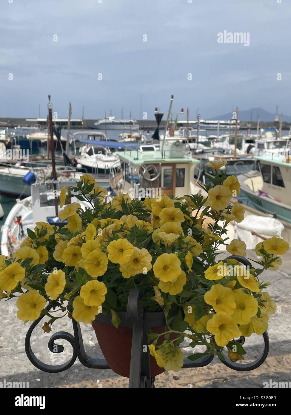 Isola di Capri, bellissimi fiori gialli con sfondo porto Foto Stock