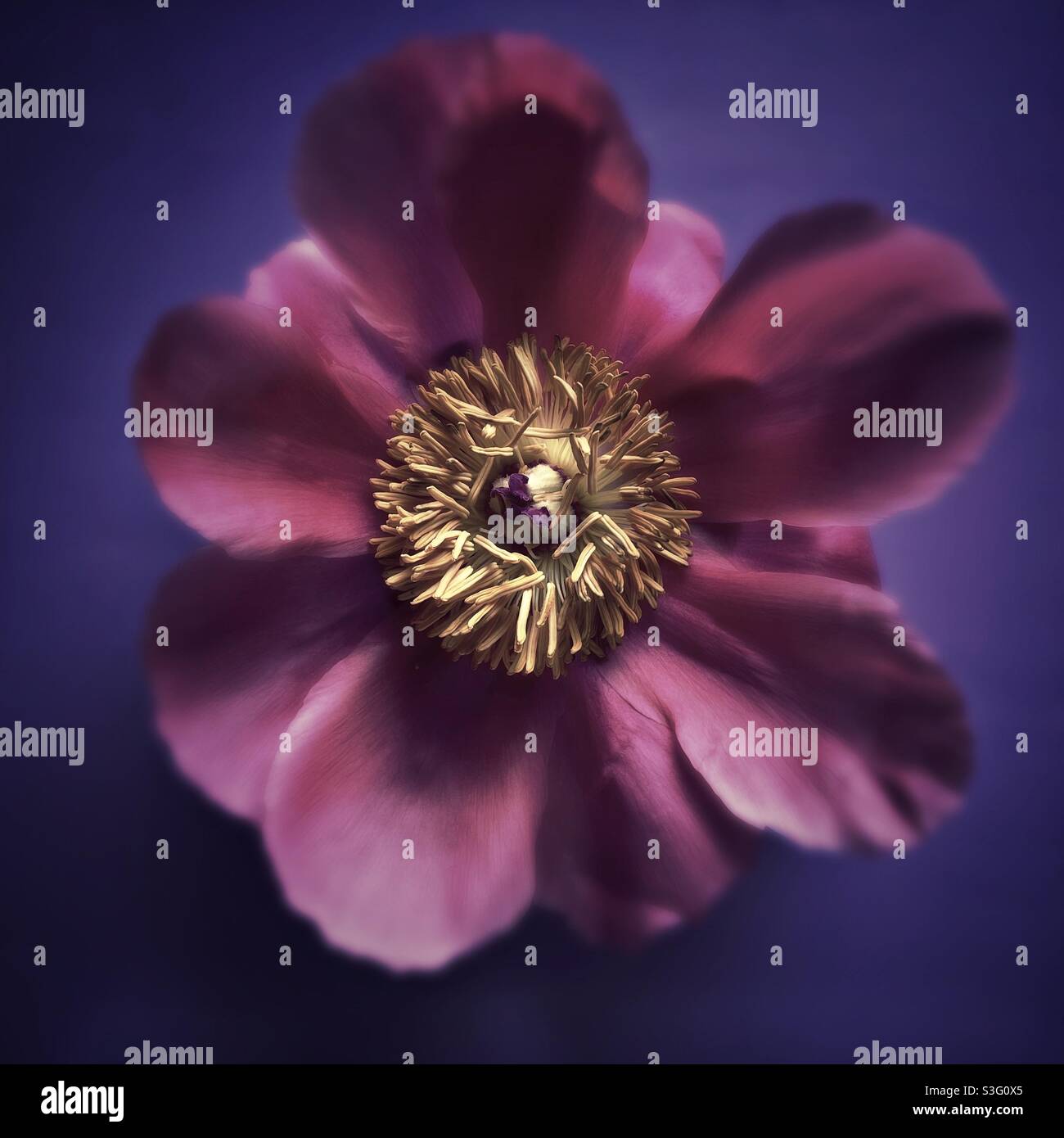 Fiore di peonia dai colori profondi con centro dorato su sfondo blu scuro, formato quadrato, che guarda in basso. - Immagine stock catturata con smartphone