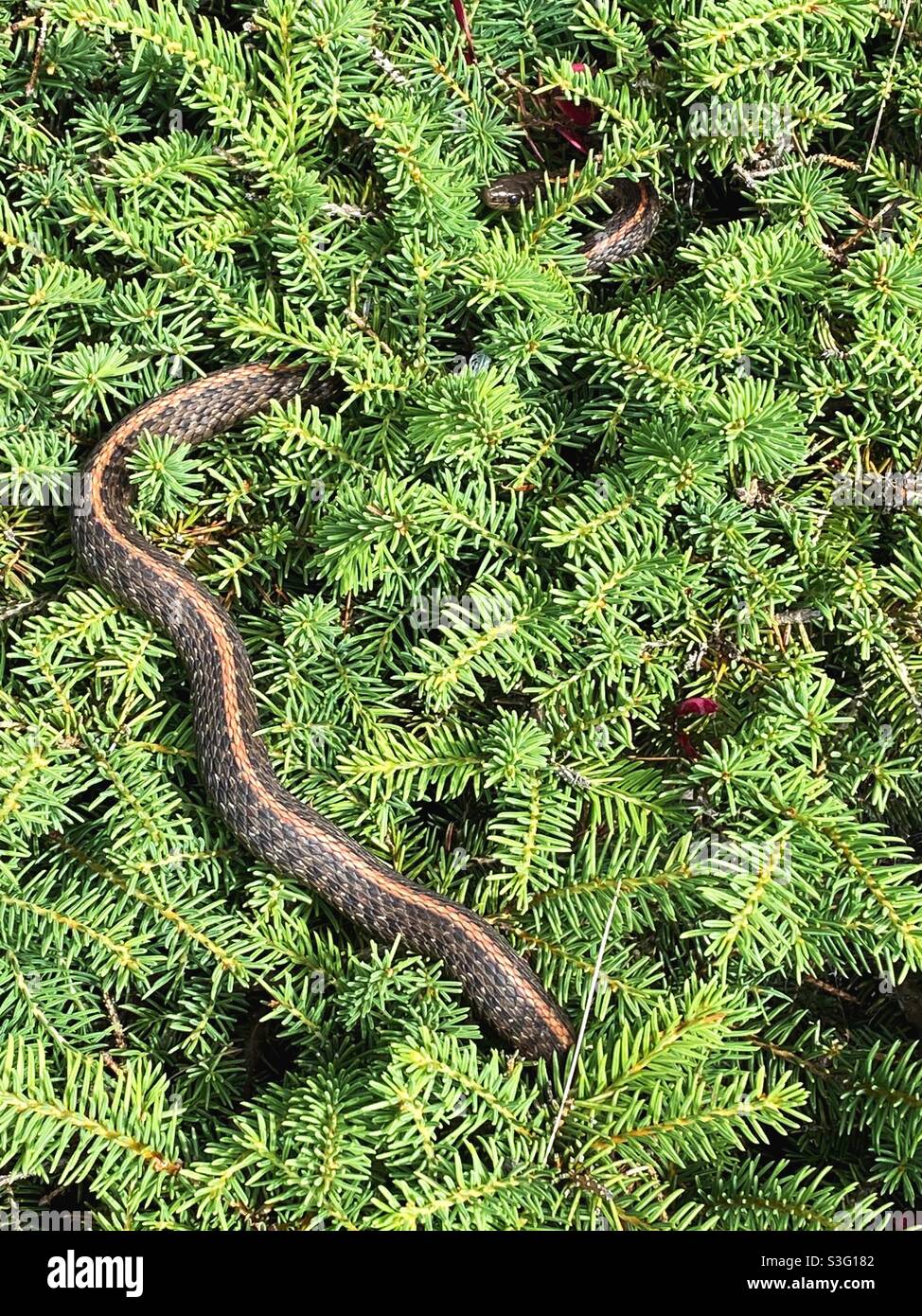 Un serpente in un cespuglio. Foto Stock