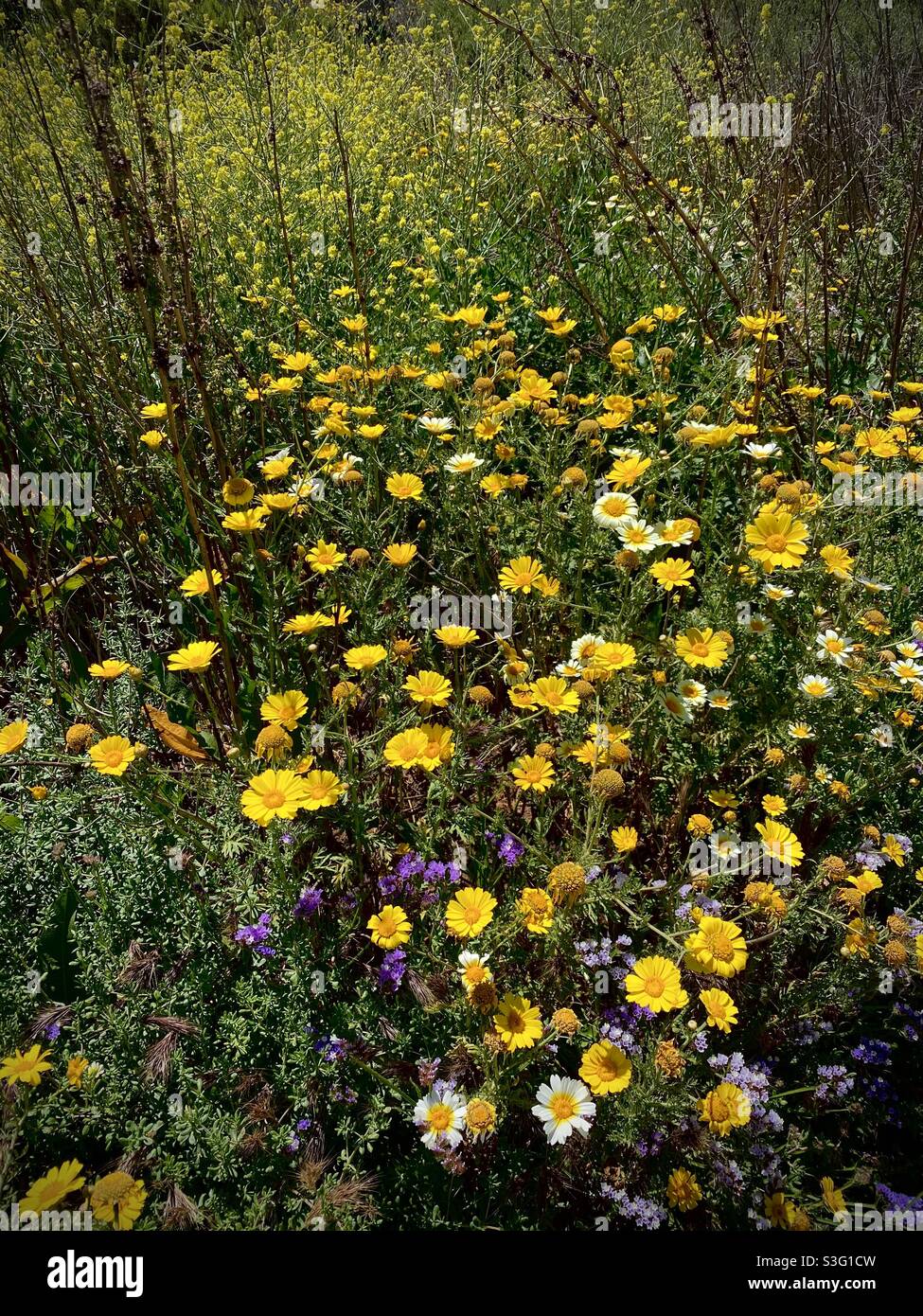 Gialle Garland Daisies e viola Mare Lavanda fiorire in una zona costiera della California meridionale. Foto Stock