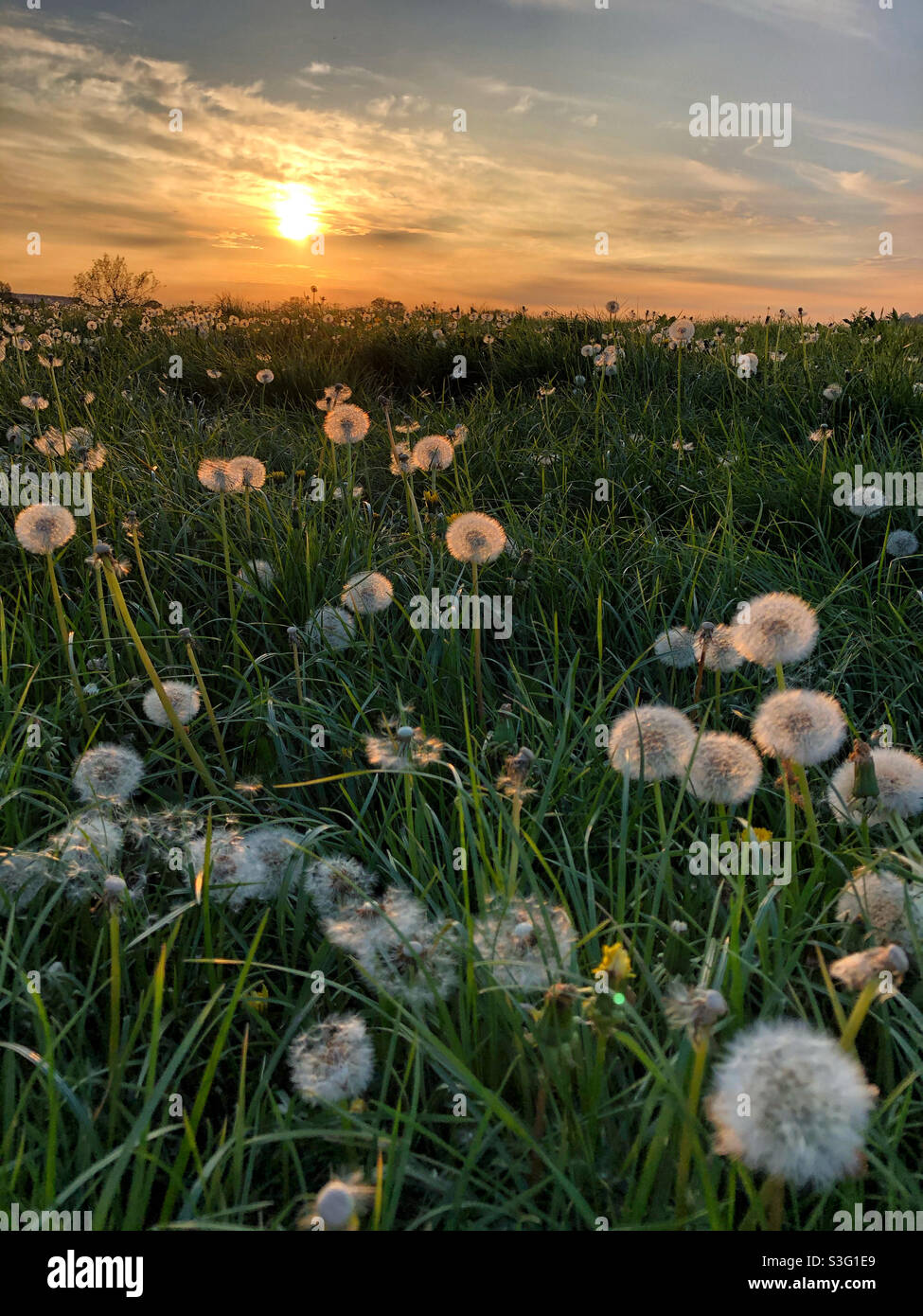 Orologi dente di leone in un campo al tramonto, Haselbury Plucknet, Somerset Sud Foto Stock