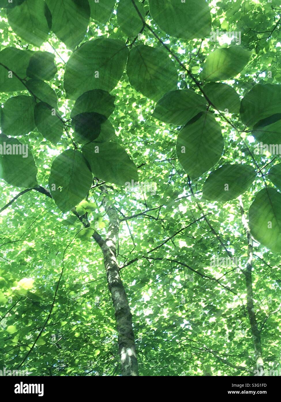 La luce del sole filtra attraverso foglie verdi di alberi di bosco in Inghilterra, Regno Unito Foto Stock