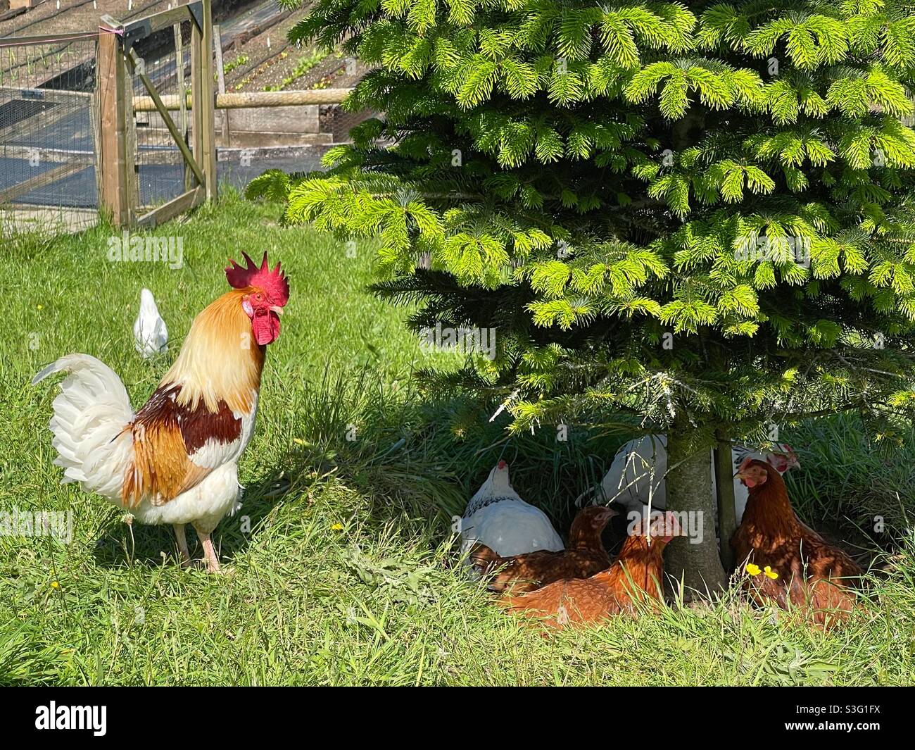 Cockerel e polli liberi in un recinto. Le galline riposano all'ombra di un albero sempreverde Foto Stock