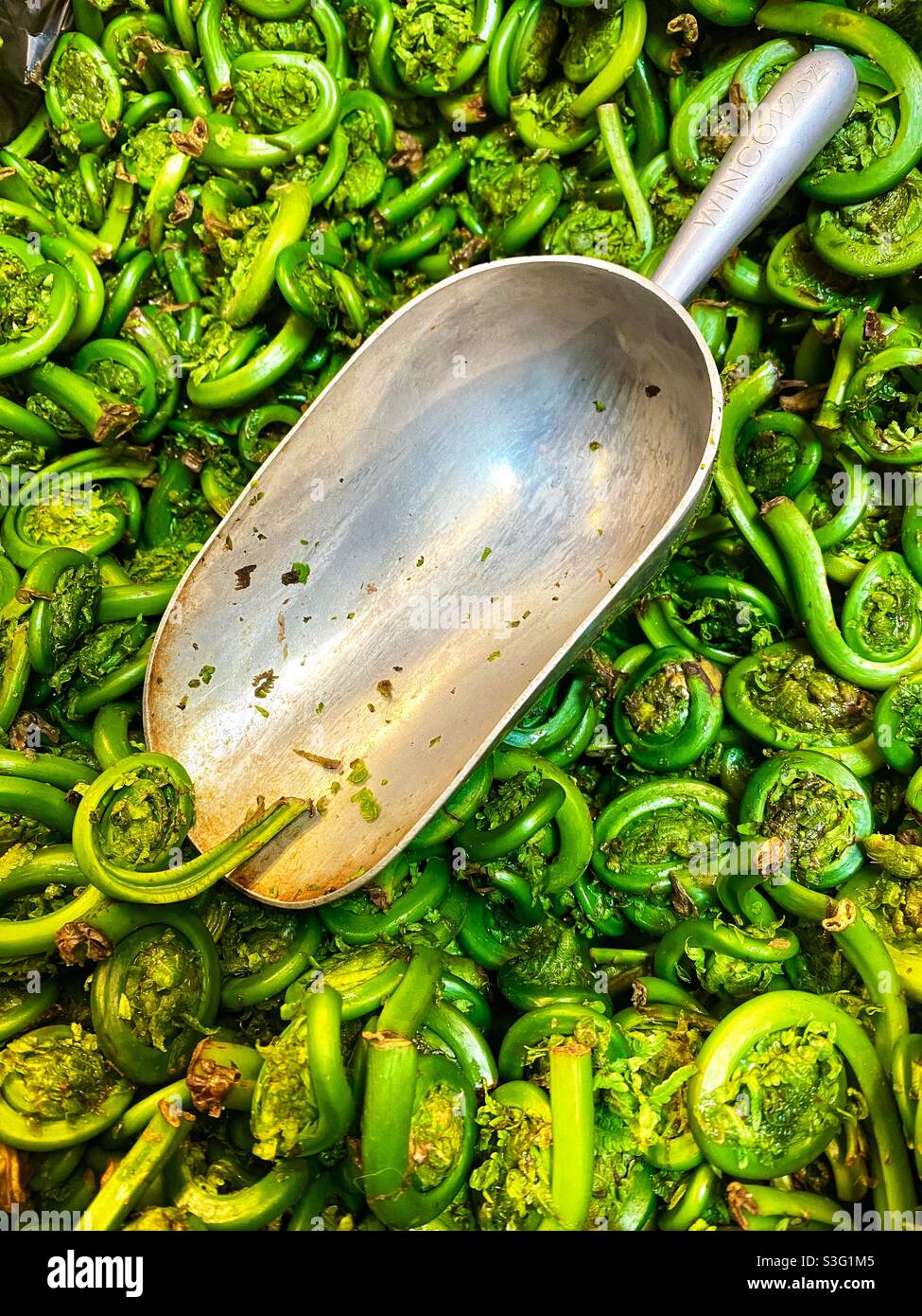 Fiddlehead ferns in vendita da parte della scoopful in Vermont drogheria Foto Stock