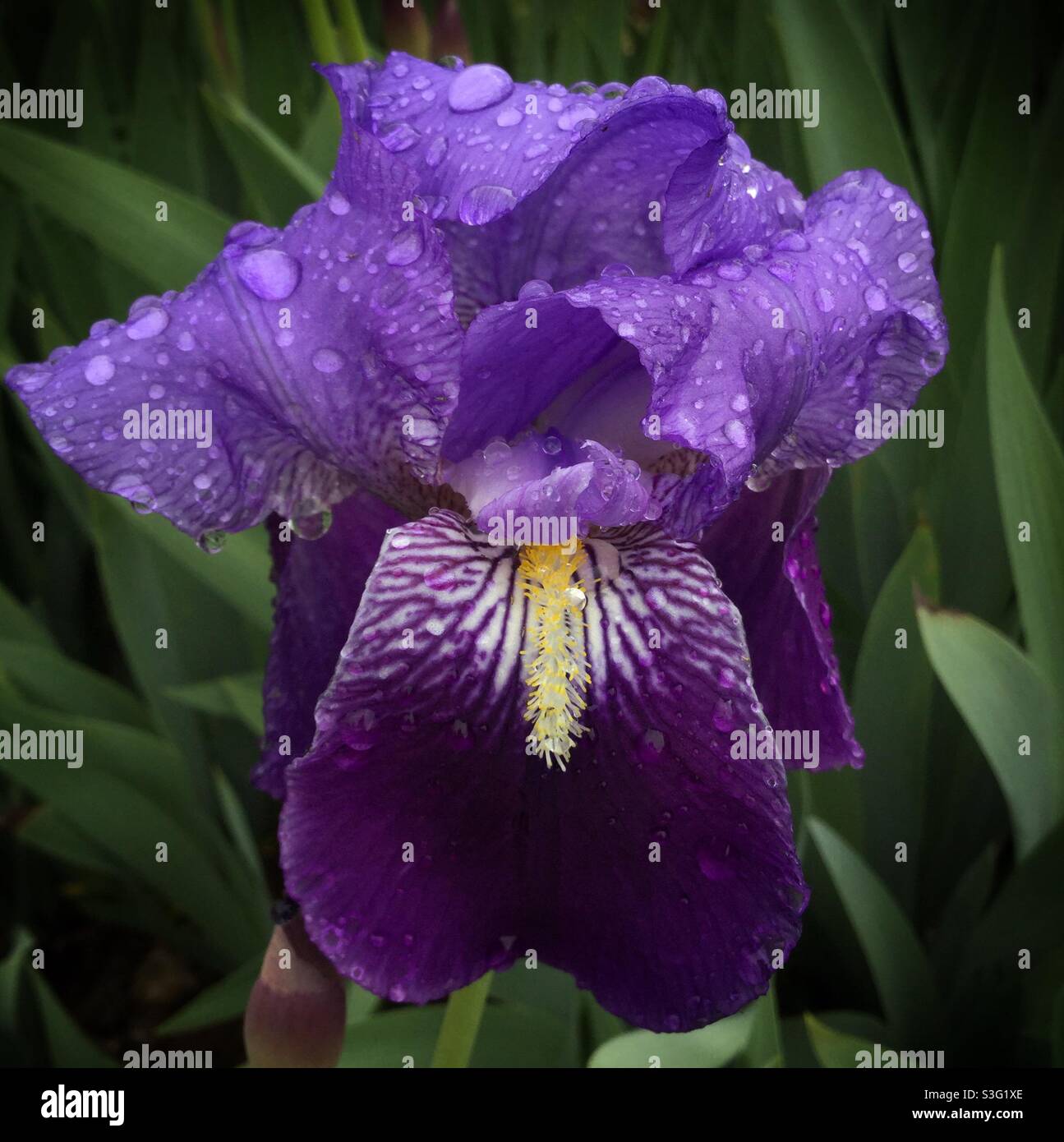 Viola bandiera Iris (Iris germanica), Catalogna, Spagna. Foto Stock