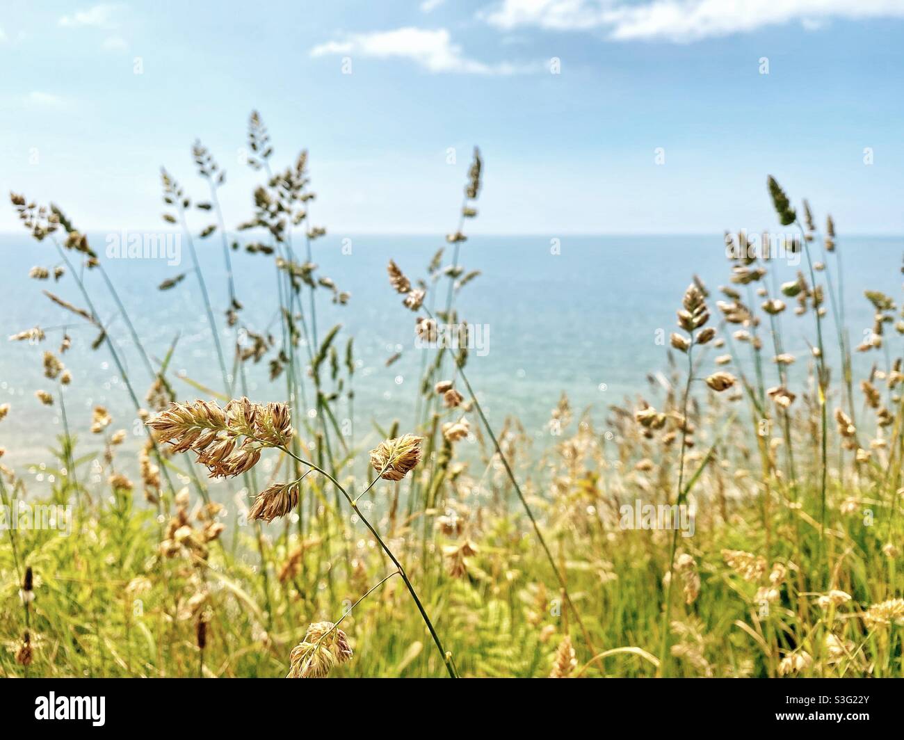 Una fotografia di erbe di fronte ad un oceano in una bella giornata estiva Foto Stock