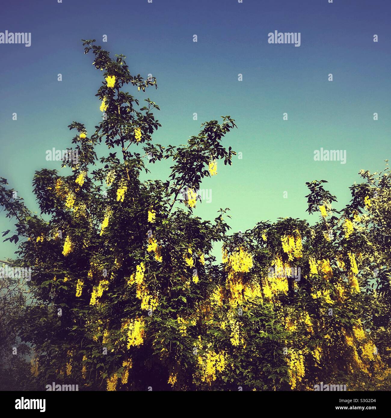 Laburnum albero in piena fioritura, Hampshire, Inghilterra, Regno Unito. - Immagine stock catturata con smartphone