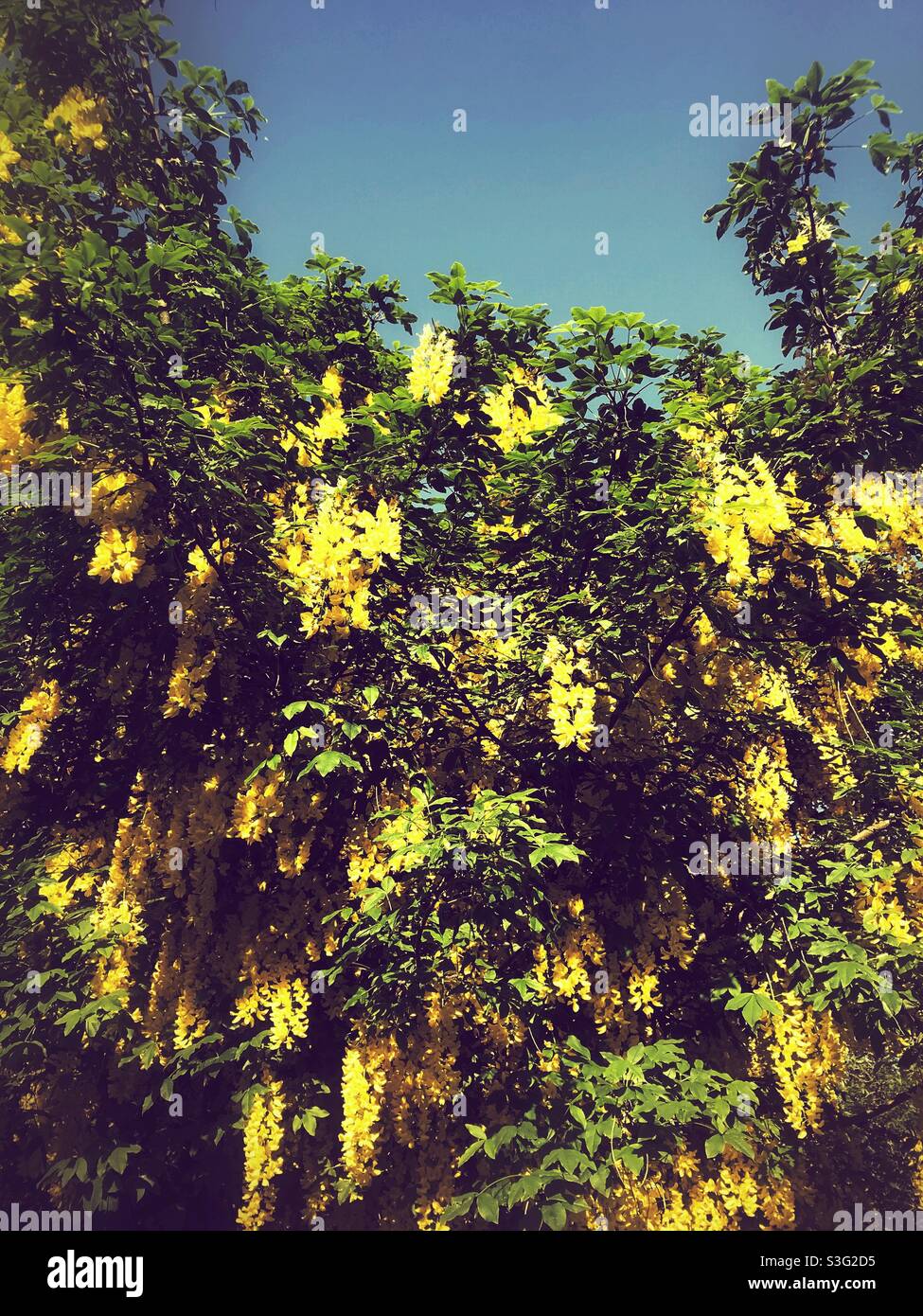 Laburnam o Golden chain tree, Hampshire, Inghilterra, Regno Unito. - Immagine stock catturata con smartphone