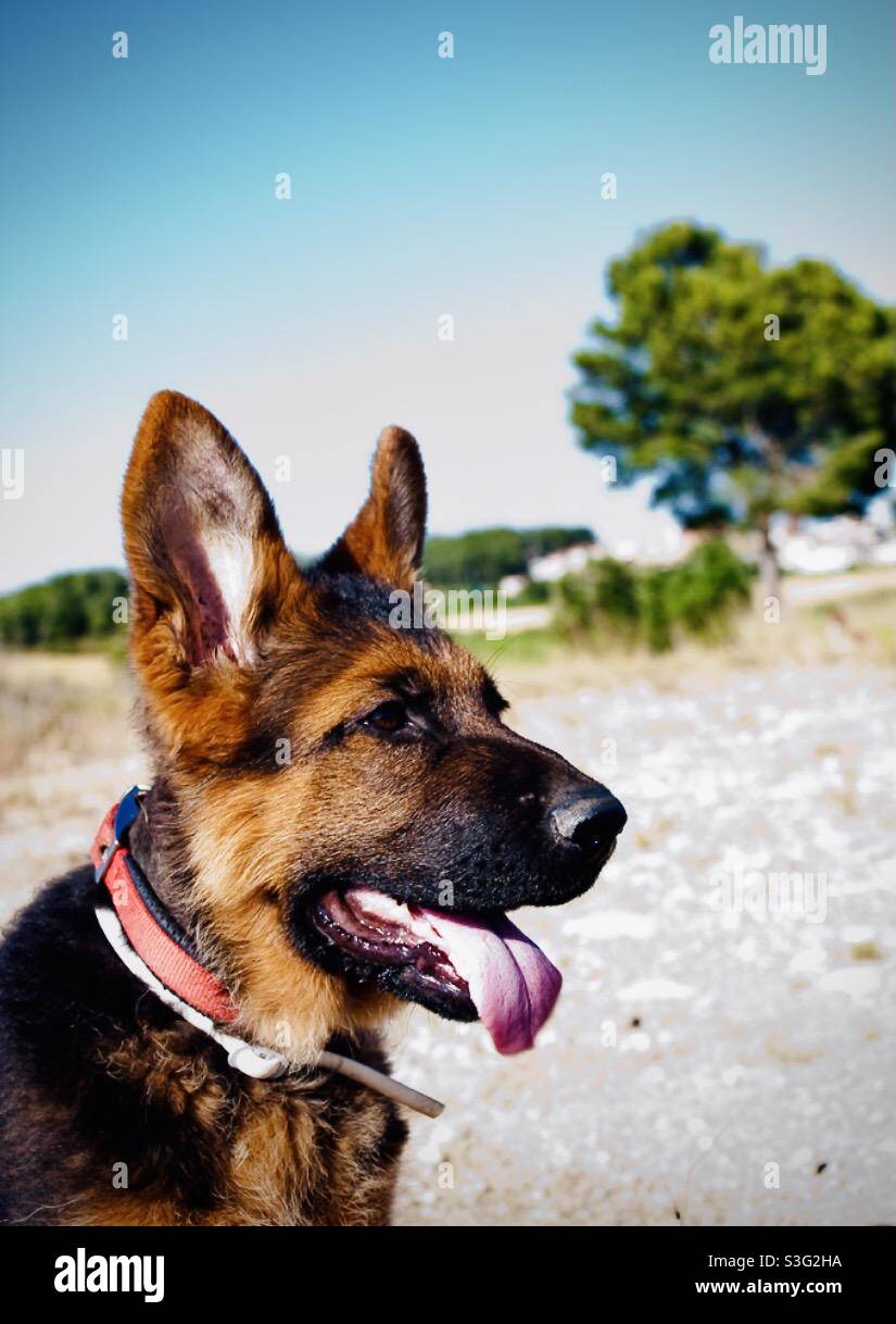 Cucciolo di rifugio tedesco nel paese Foto Stock