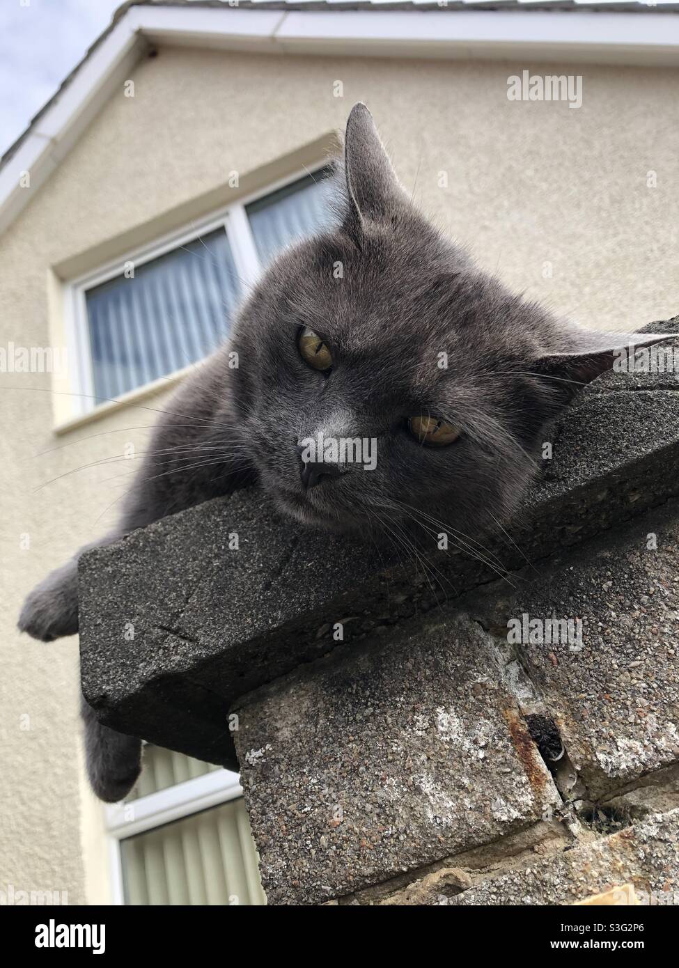 Gatto grigio guardando giù da un muro. - Immagine stock catturata con smartphone