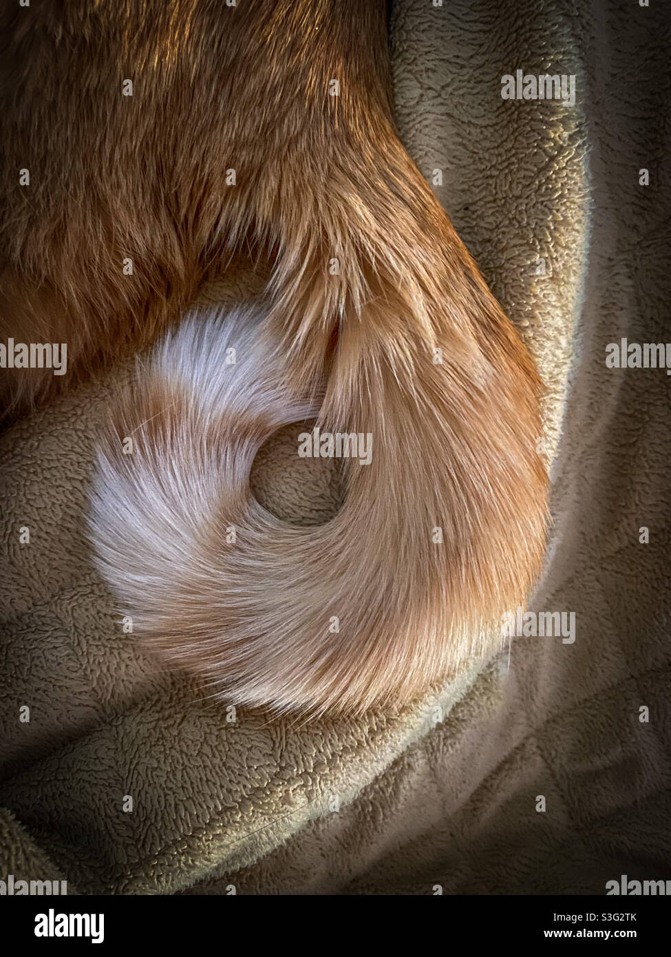 Coda di gatto arricciata. Foto Stock