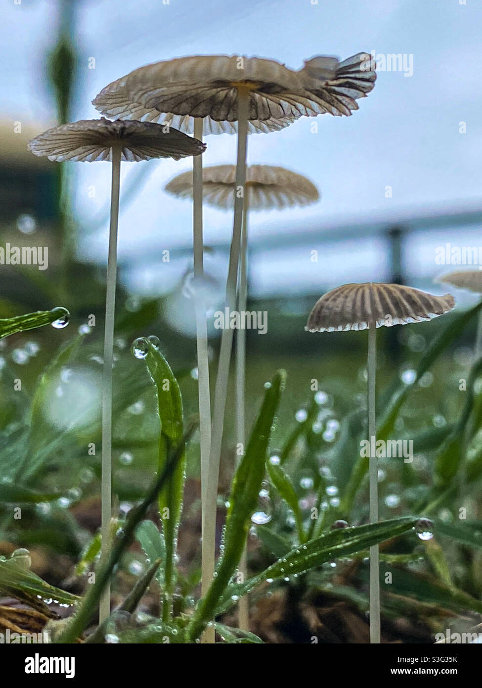 Minuscoli funghi Foto Stock