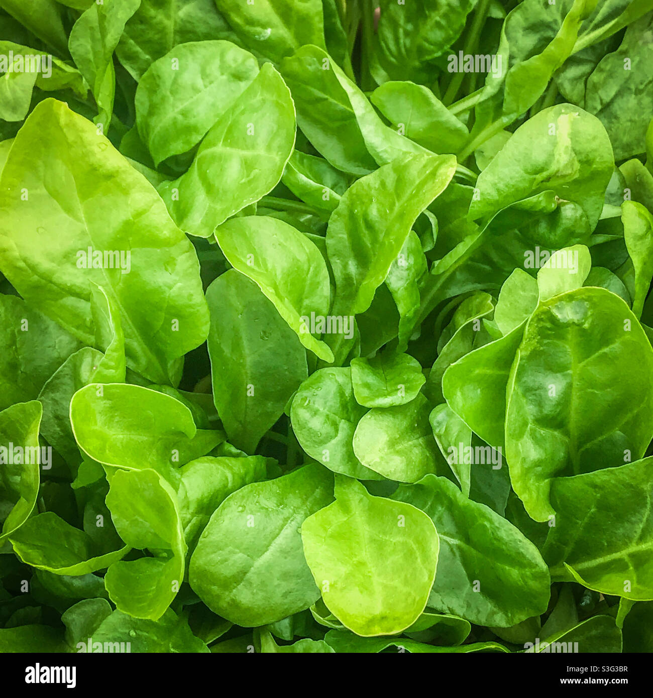 Gli spinaci perpetua - Immagine stock catturata con smartphone
