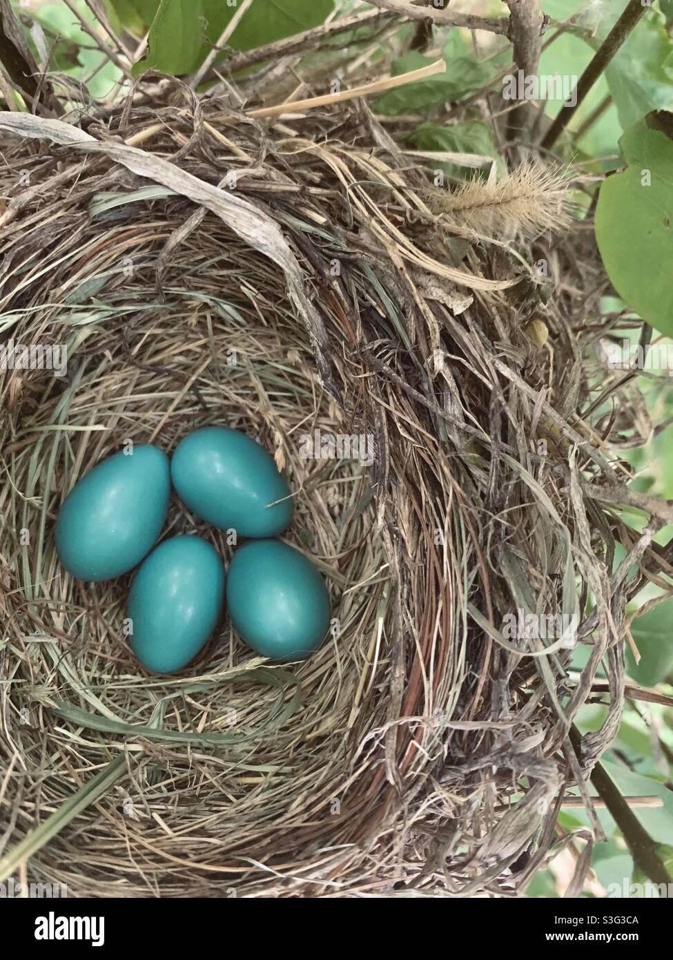 Uova di Robins nel nido Foto Stock