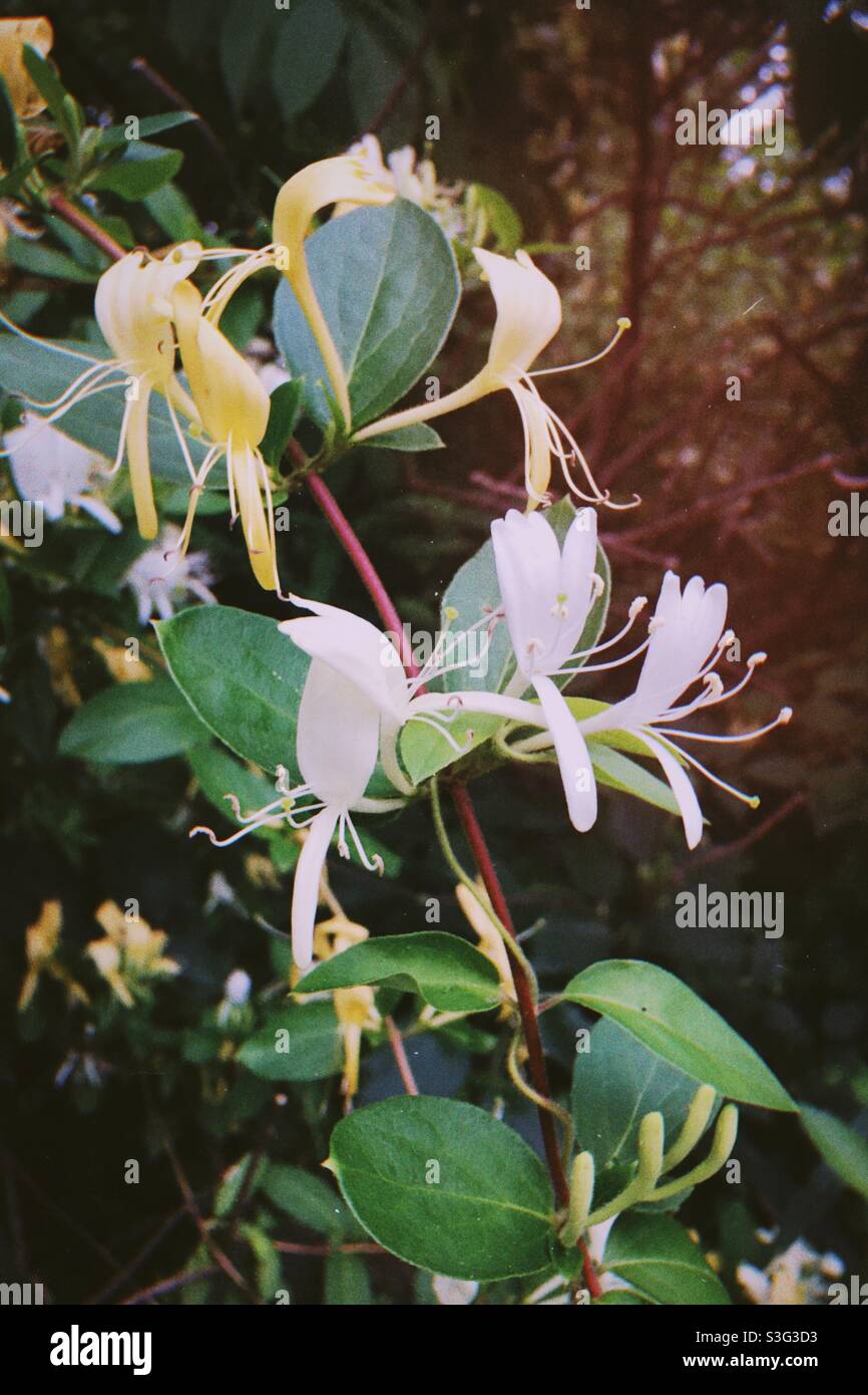 Pianta di honeysuckle fuori fiore estivo Foto Stock