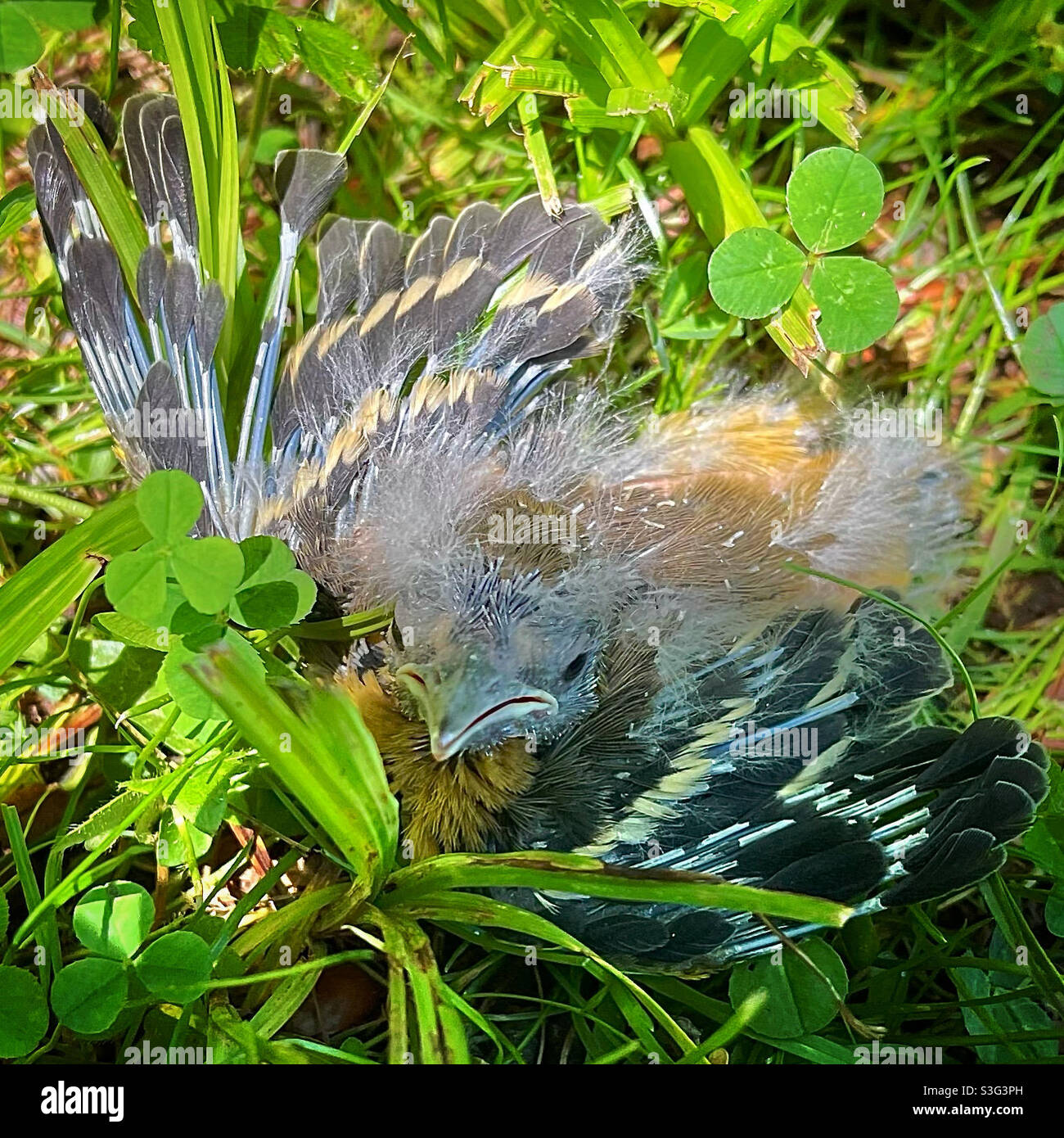 Baltimora oriole nestling Foto Stock