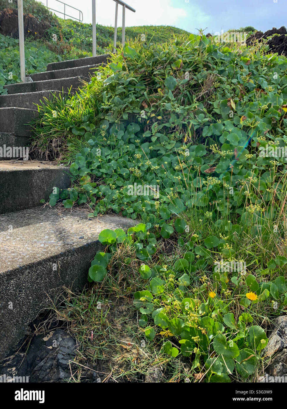Gradini concreti essendo affollati da bella natura, uomo fatto v naturale, Australia - Immagine stock catturata con smartphone