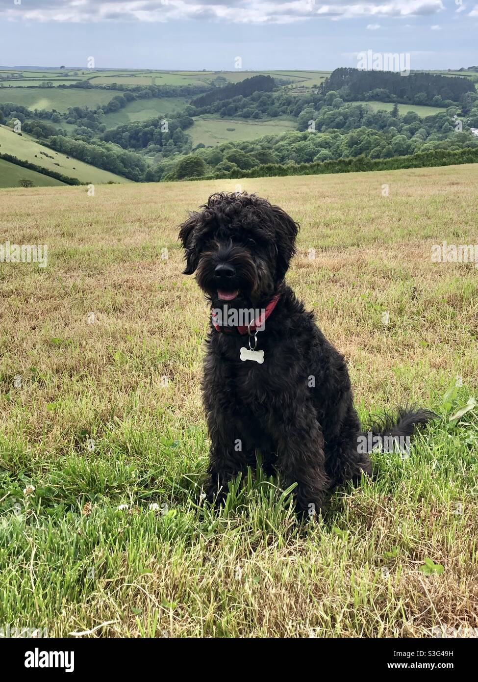 Black Schnoodle Dog in un campo. - Immagine stock catturata con smartphone