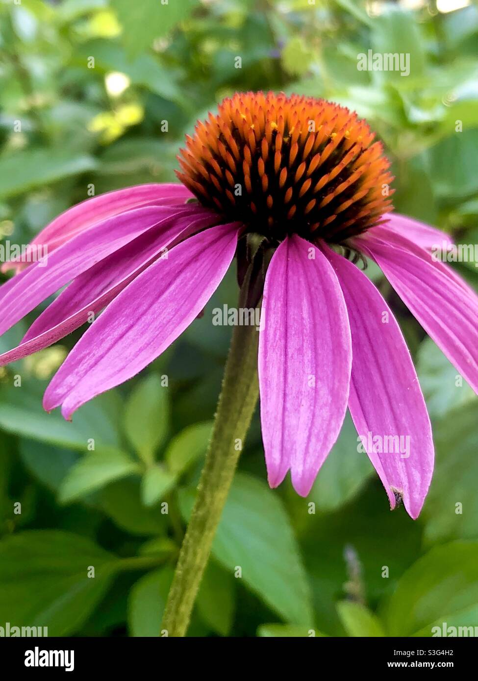 Echinacea Foto Stock
