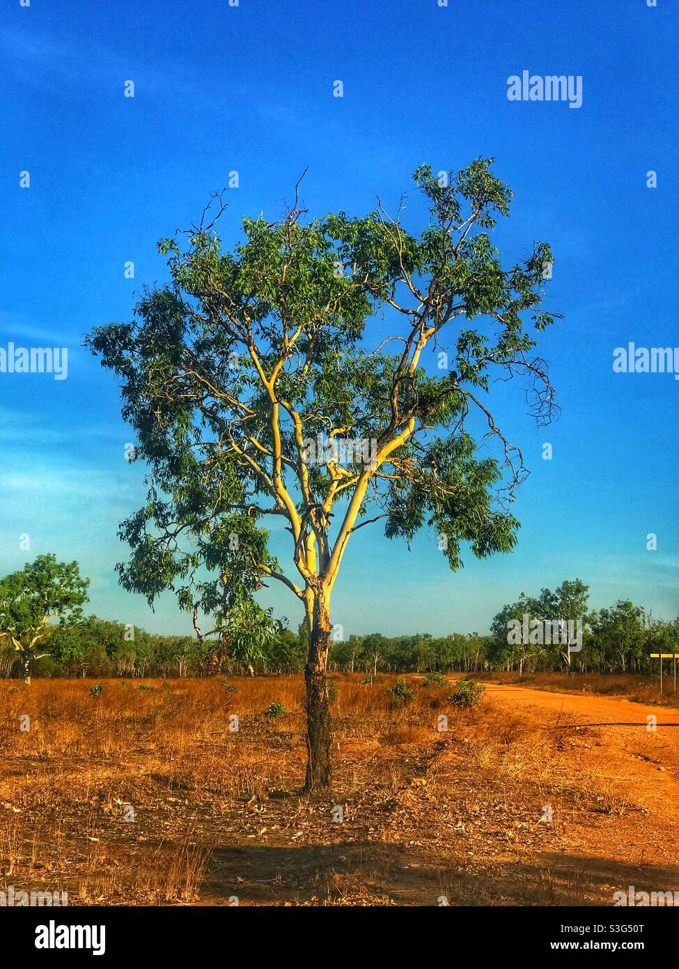 Albero nel Parco Nazionale di Kakadu, territorio del Nord, Australia Foto Stock