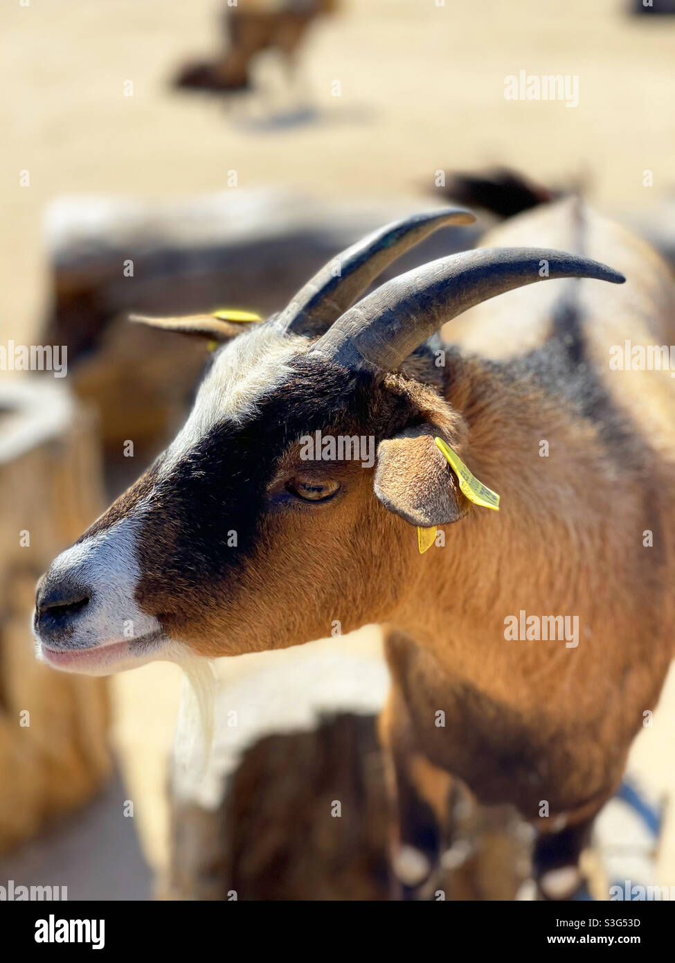Capra - Immagine stock catturata con smartphone