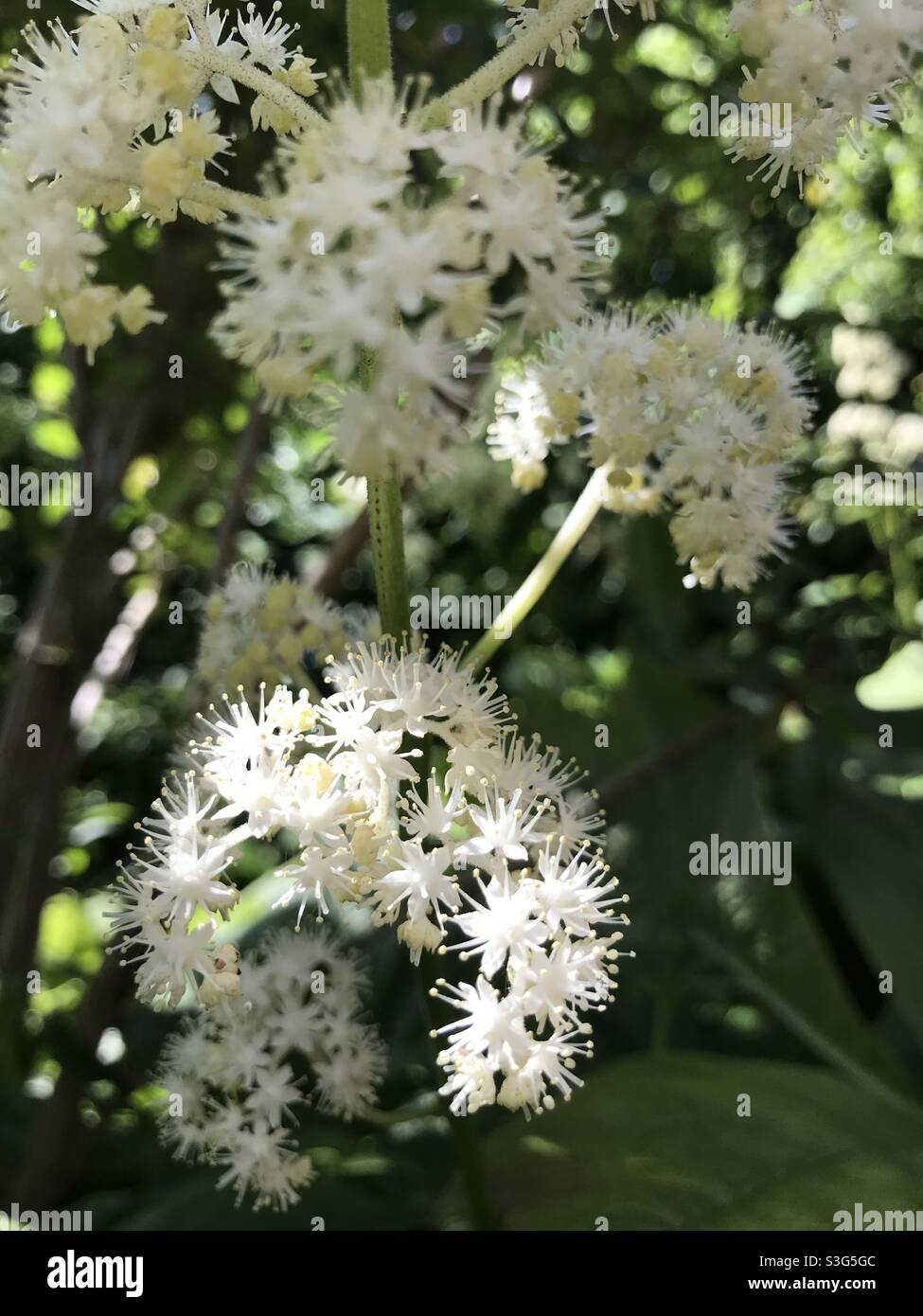 Fiori bianchi in estate Foto Stock