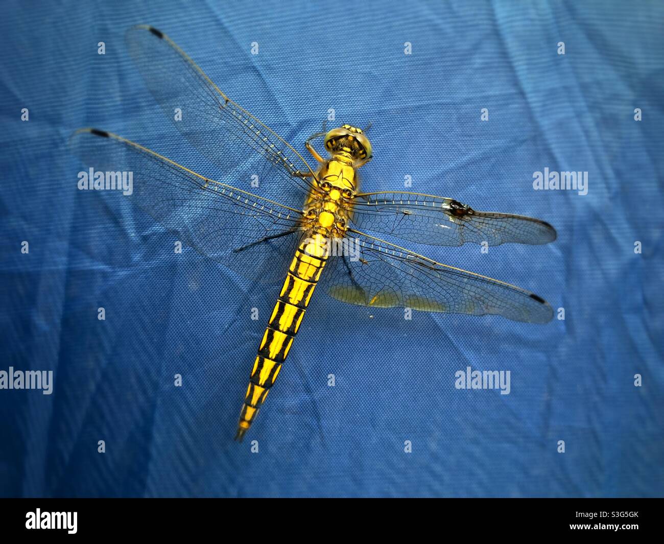 Un giovane esemplare maschio di uno Skimmer dalla coda nera, Orthetrum cancrellatum, su una tenda di tarp Foto Stock