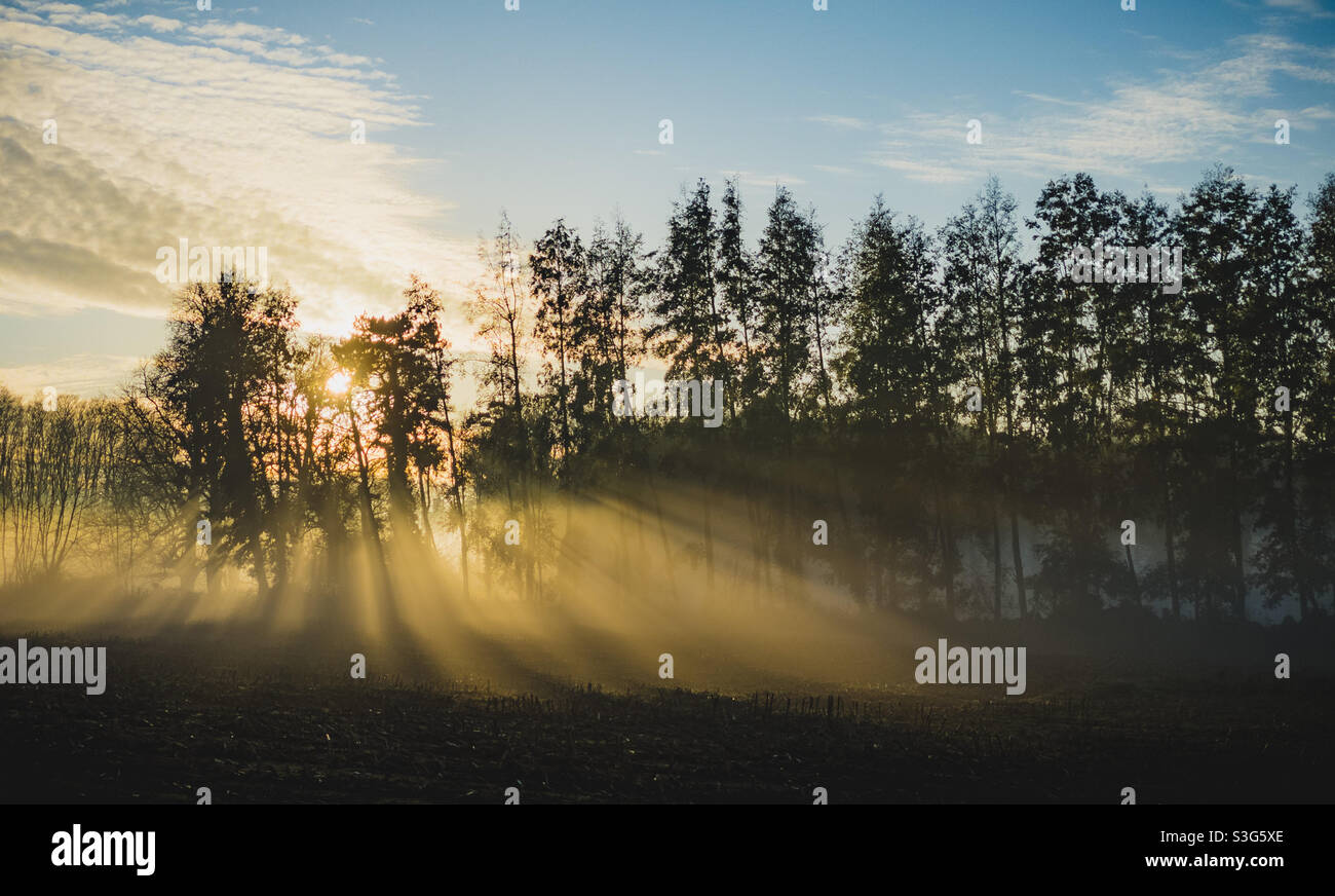 Impostazione del sole con raggi brillanti che cadono attraverso gli alberi - Immagine stock catturata con smartphone