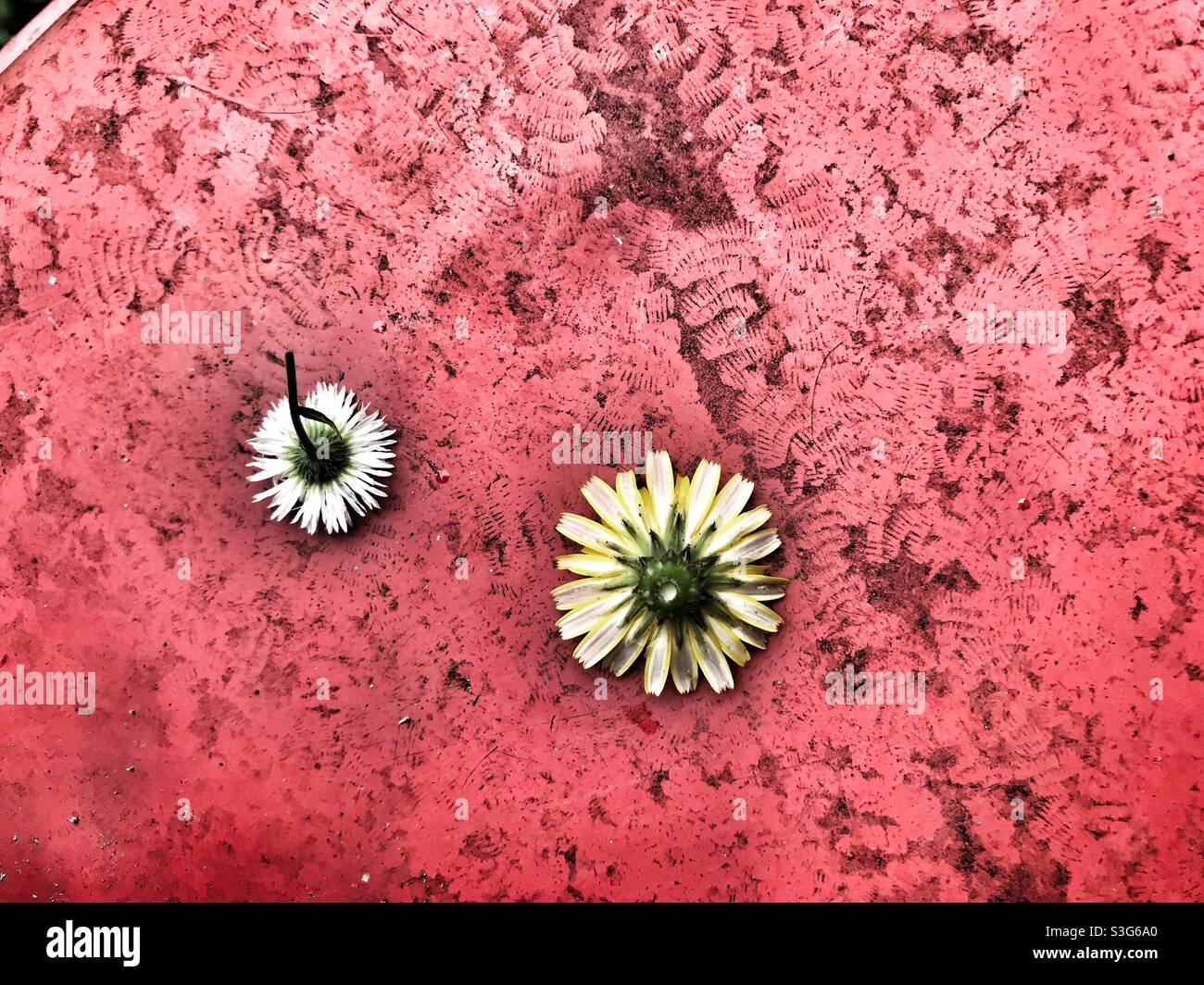 Margherite capovolte sulla superficie di un rasaerba rosso Foto Stock