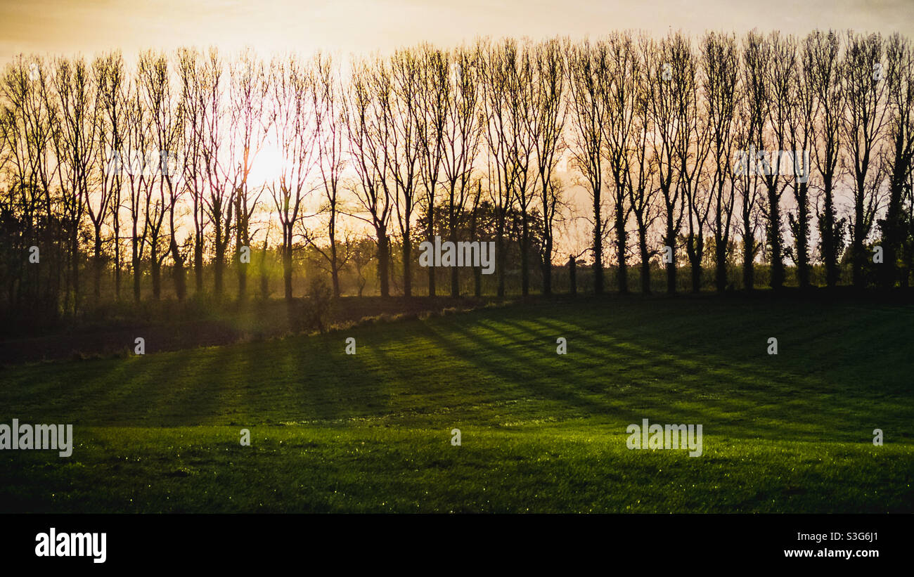 Le ombre si gettano su un campo mentre il sole tramonta dietro una fila di alberi - Immagine stock catturata con smartphone