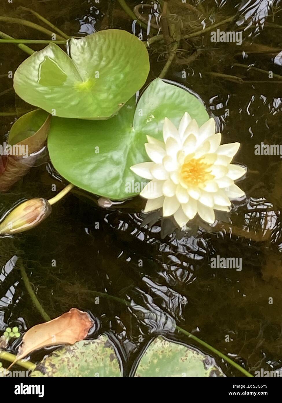 Immagine della fioritura dei gigli d'acqua bianchi americani - Immagine stock catturata con smartphone