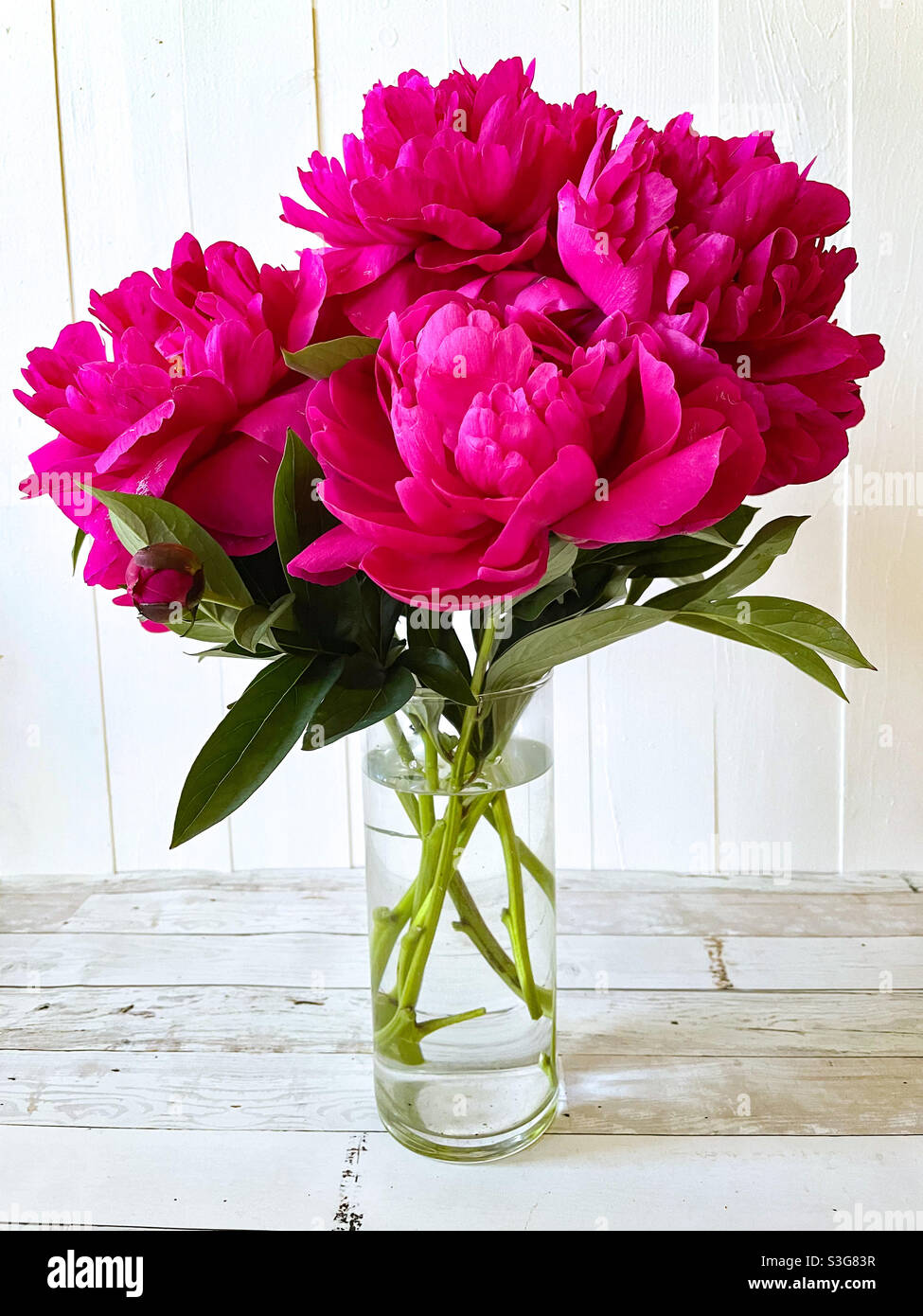 Peonie rosse rosa scuro in vaso di vetro. Foto Stock