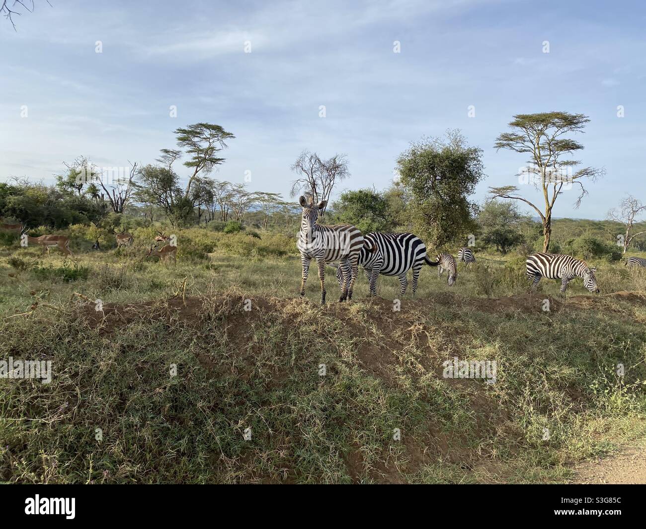 Zebra pascolo lungo la strada nella Riserva Nazionale del Lago Nakuru, Nairobi, Kenya, Africa Foto Stock