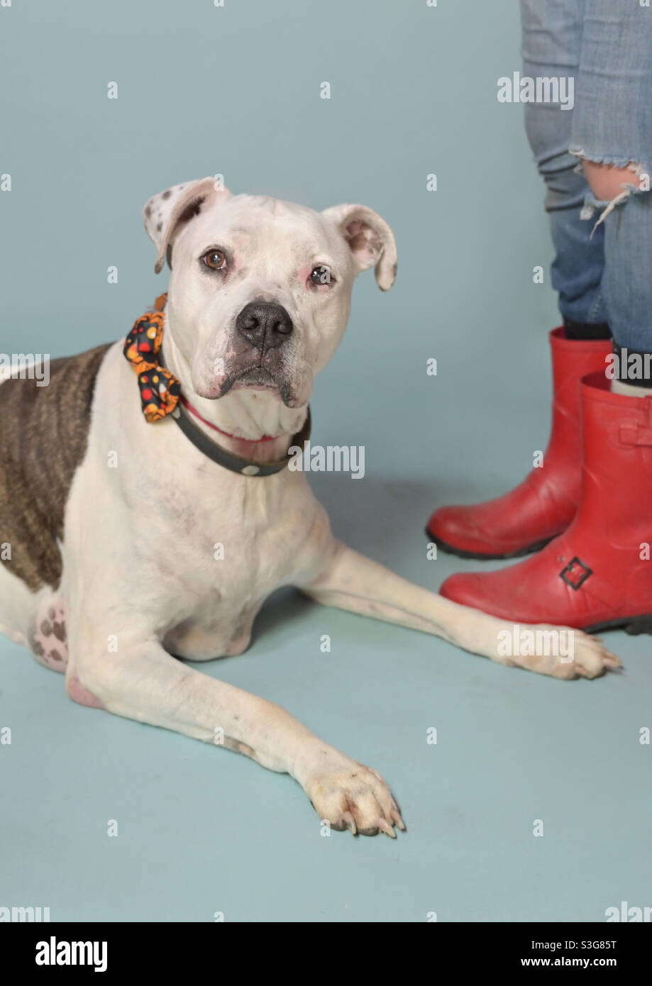 Adozione di animali domestici di riparo, cane grande anziano, espressione curiosa. Operatore sanitario che indossa stivali rossi Foto Stock