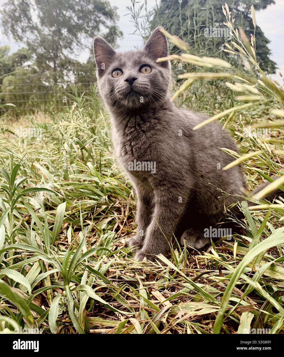 Gattino grigio in erba alta Foto Stock