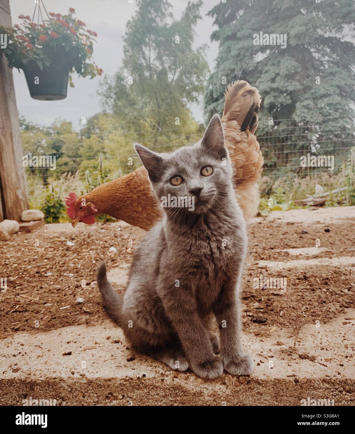 Gattino grigio e gallina marrone all'aperto Foto Stock