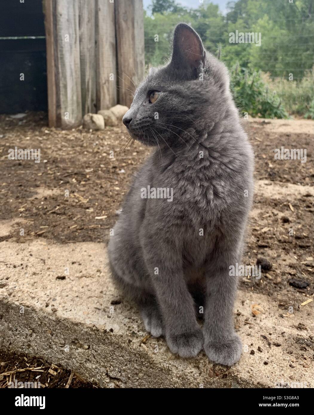 Gattino grigio rivolto verso il lato Foto Stock