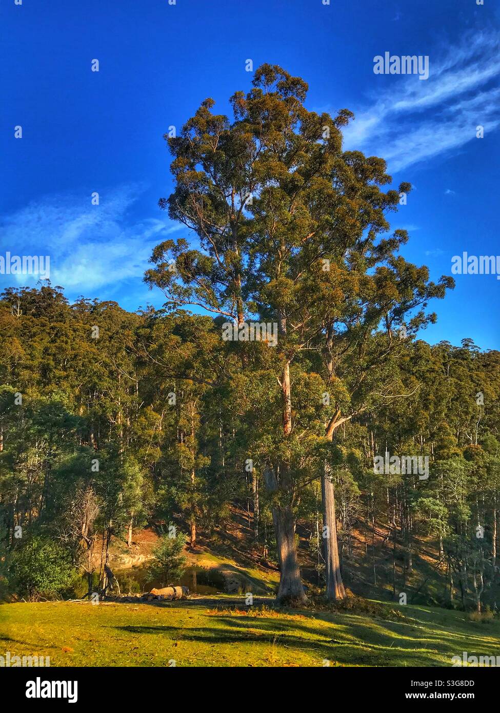 Paesaggio agricolo, Huon Valley, Tasmania, Australia Foto Stock