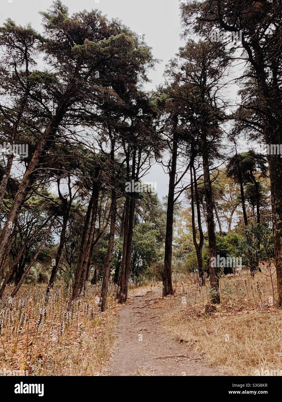 Gli alberi in una foresta Foto Stock