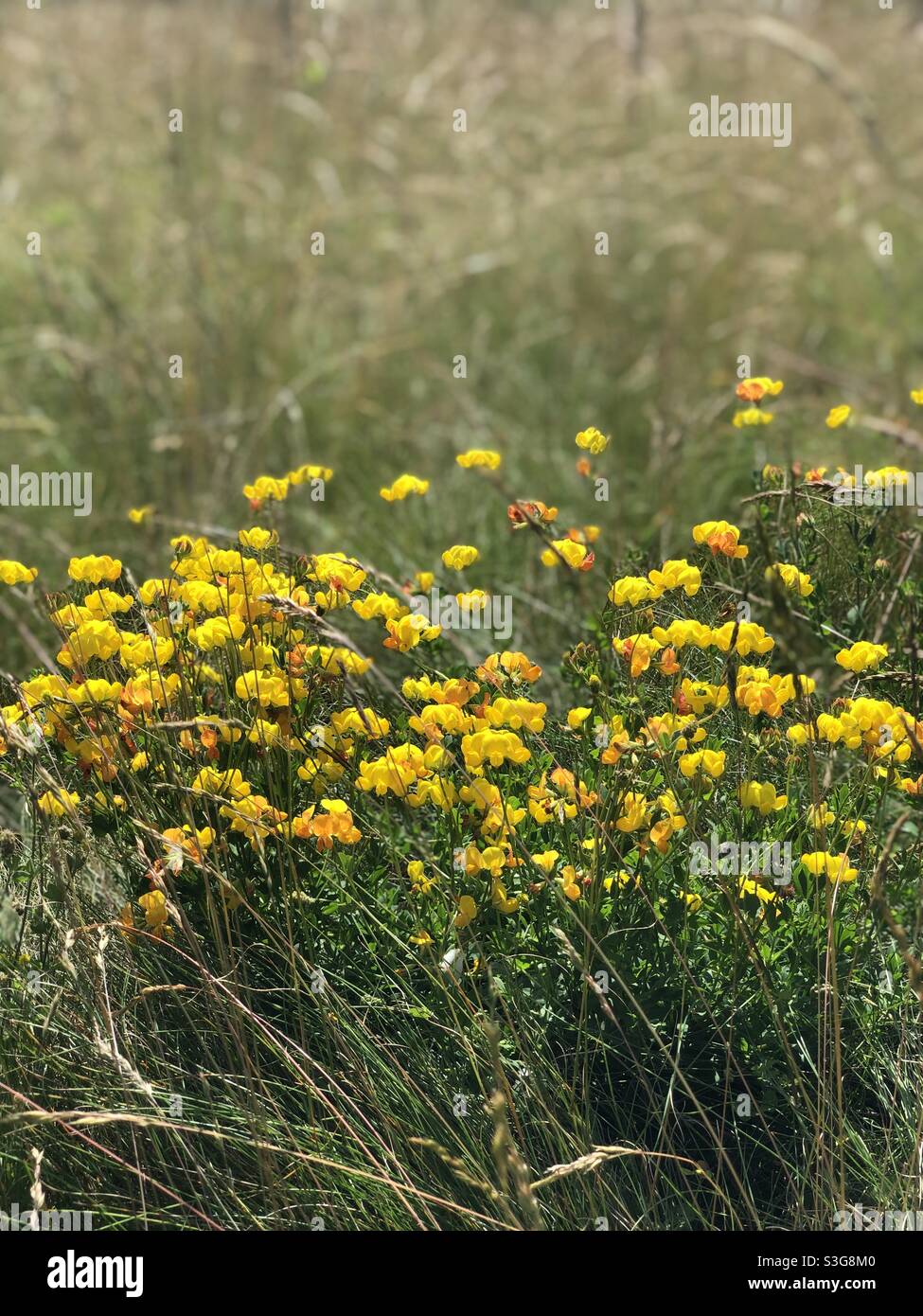 Piccoli fiori gialli Foto Stock