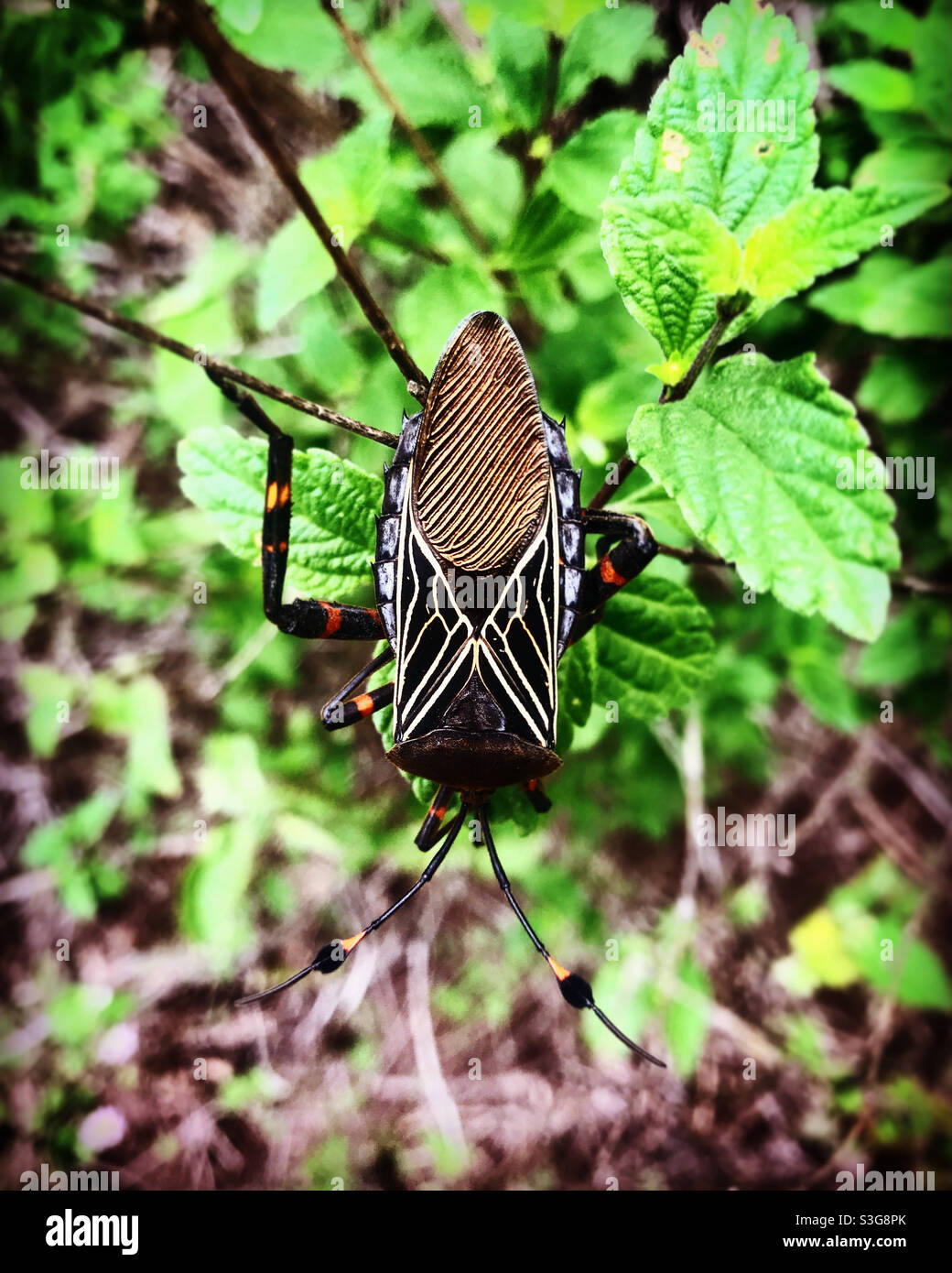 Un coleottero geometrico si trova in una pianta in una foresta a Queretaro, Messico Foto Stock