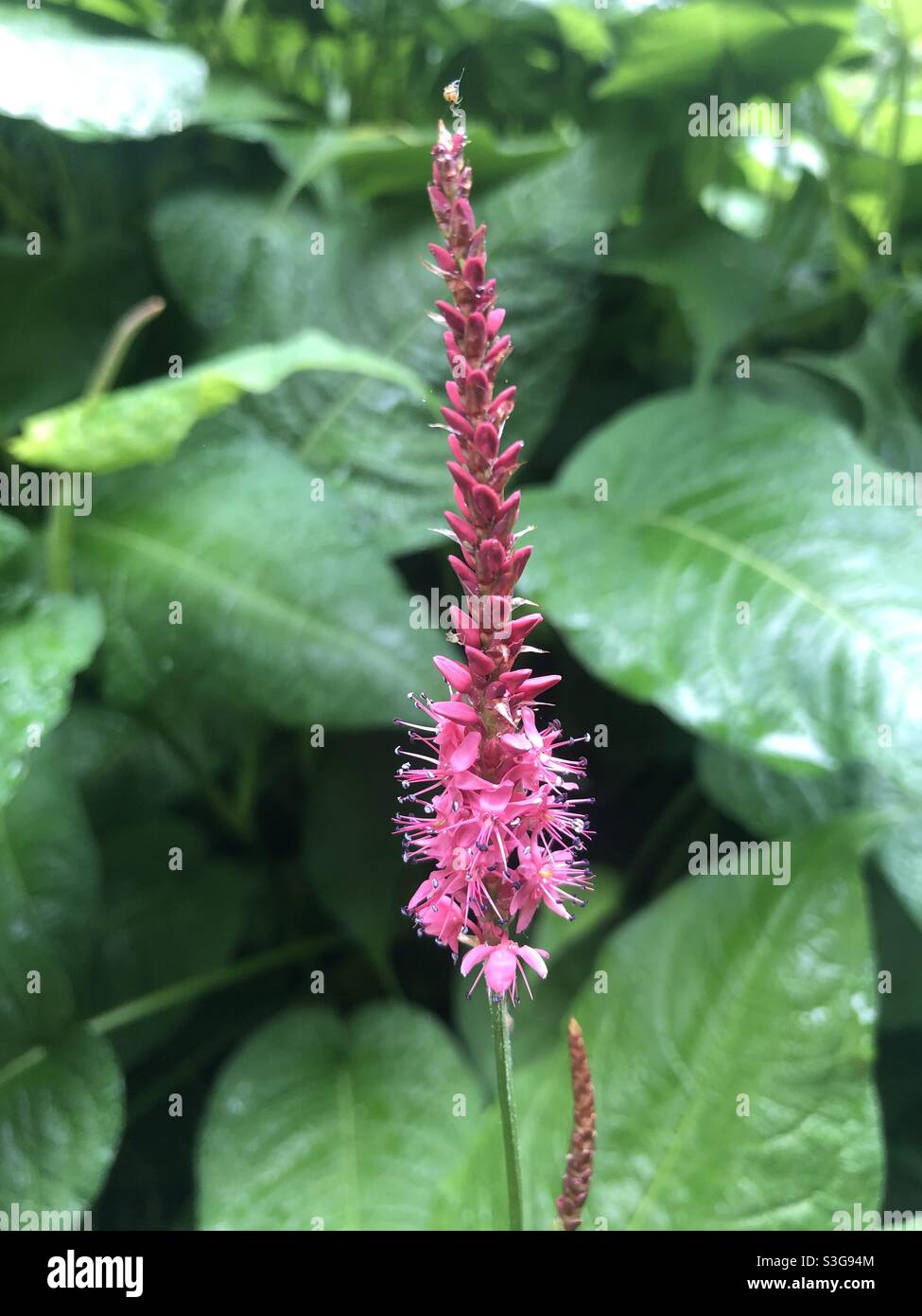 Un ragno sospeso sopra un fiore rosa. - Immagine stock catturata con smartphone