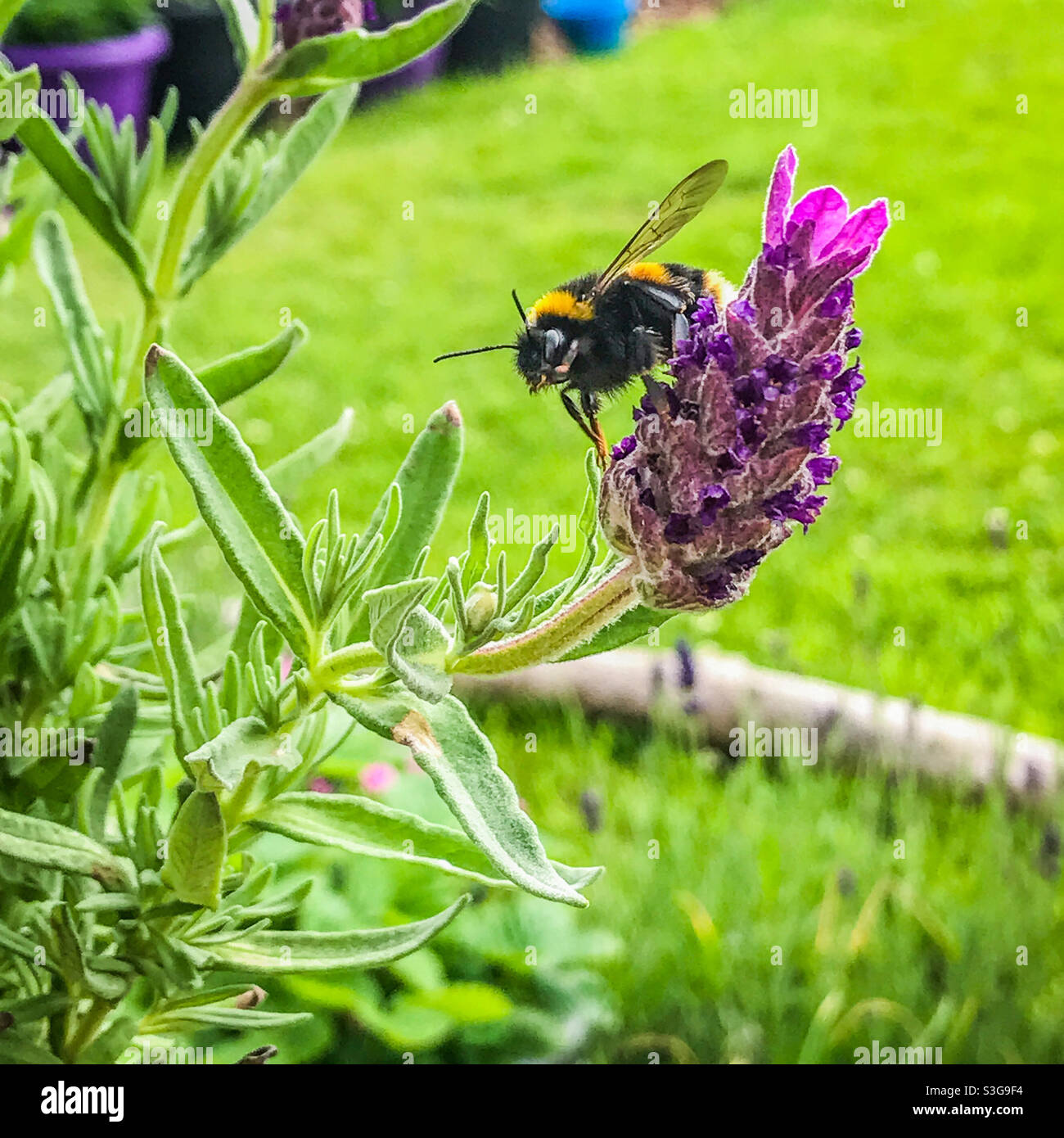 Un'ape pollinante fiore lavanda francese Foto Stock