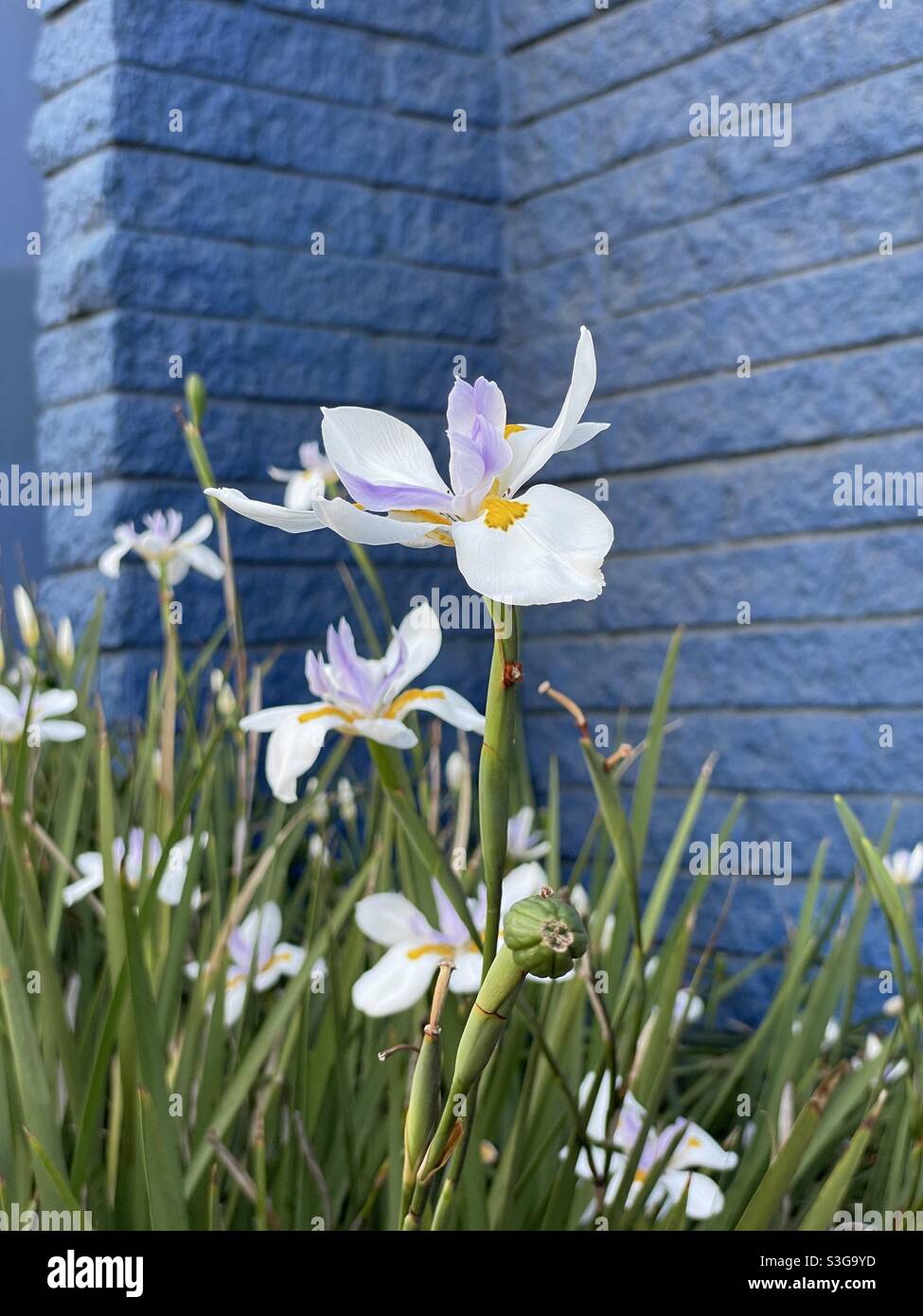 African Iris giardino con sfondo di mattoni blu - Immagine stock catturata con smartphone